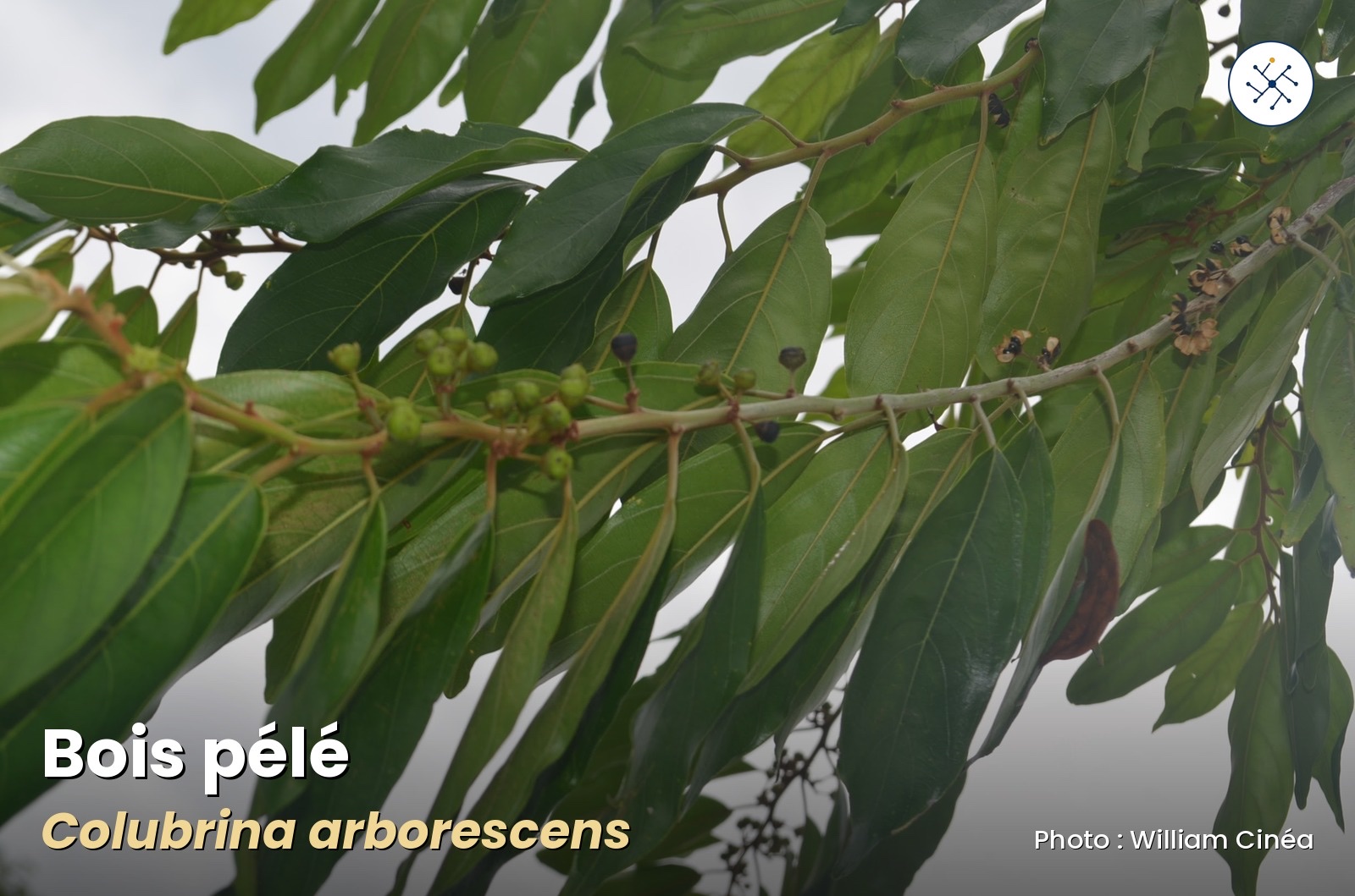 Bois pélé — Colubrina arborescens