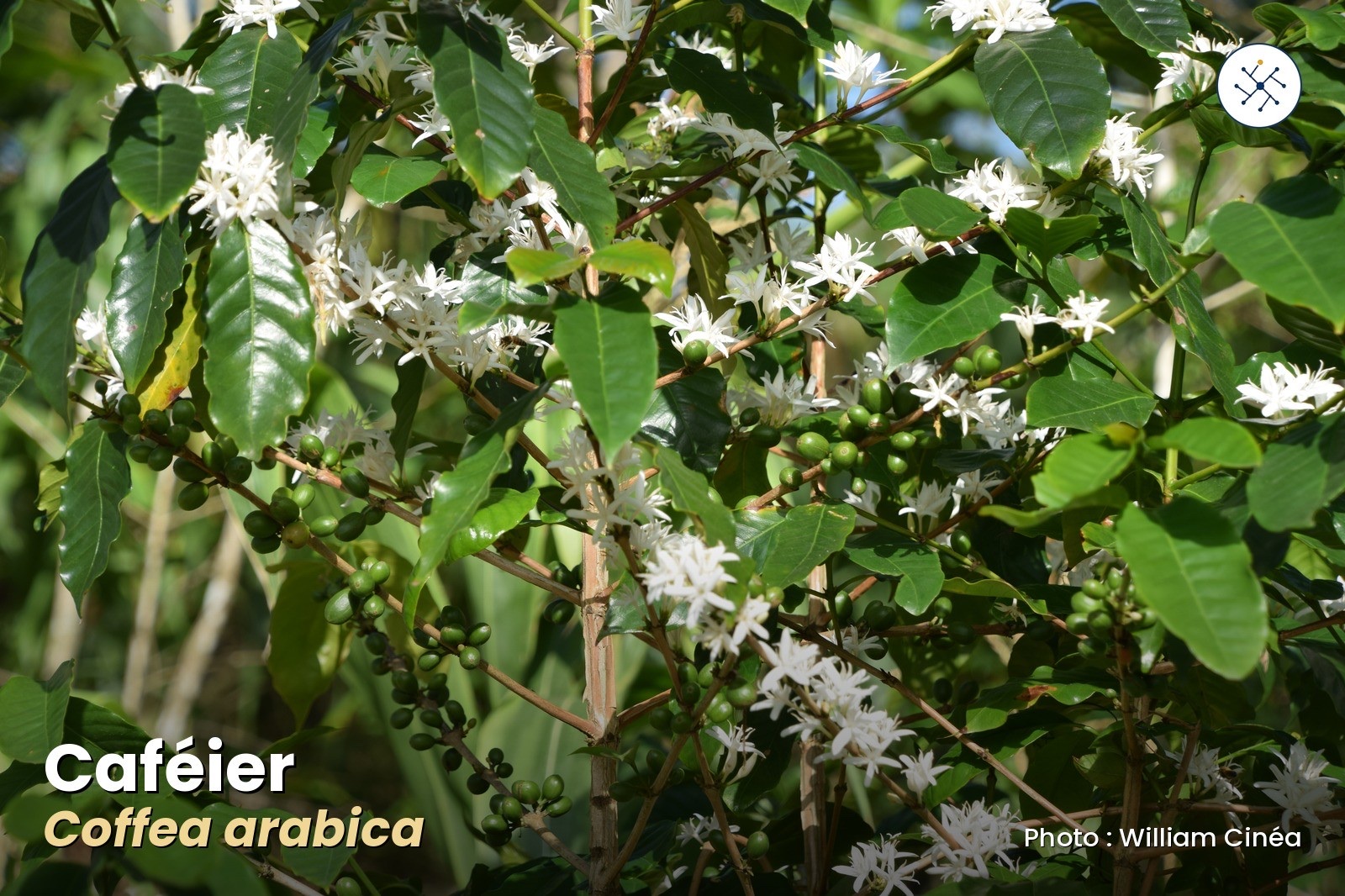 Coffee tree — Coffea arabica in bloom
