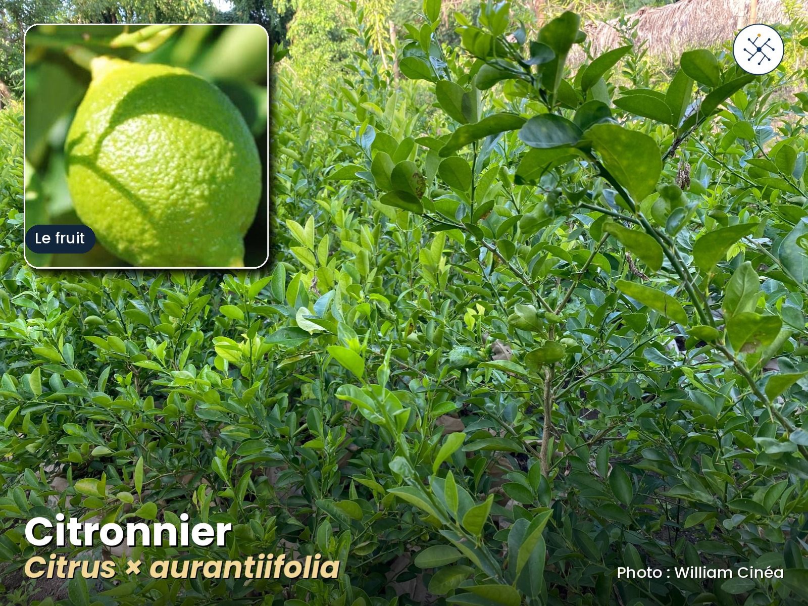 Lime tree — Citrus aurantiifolia