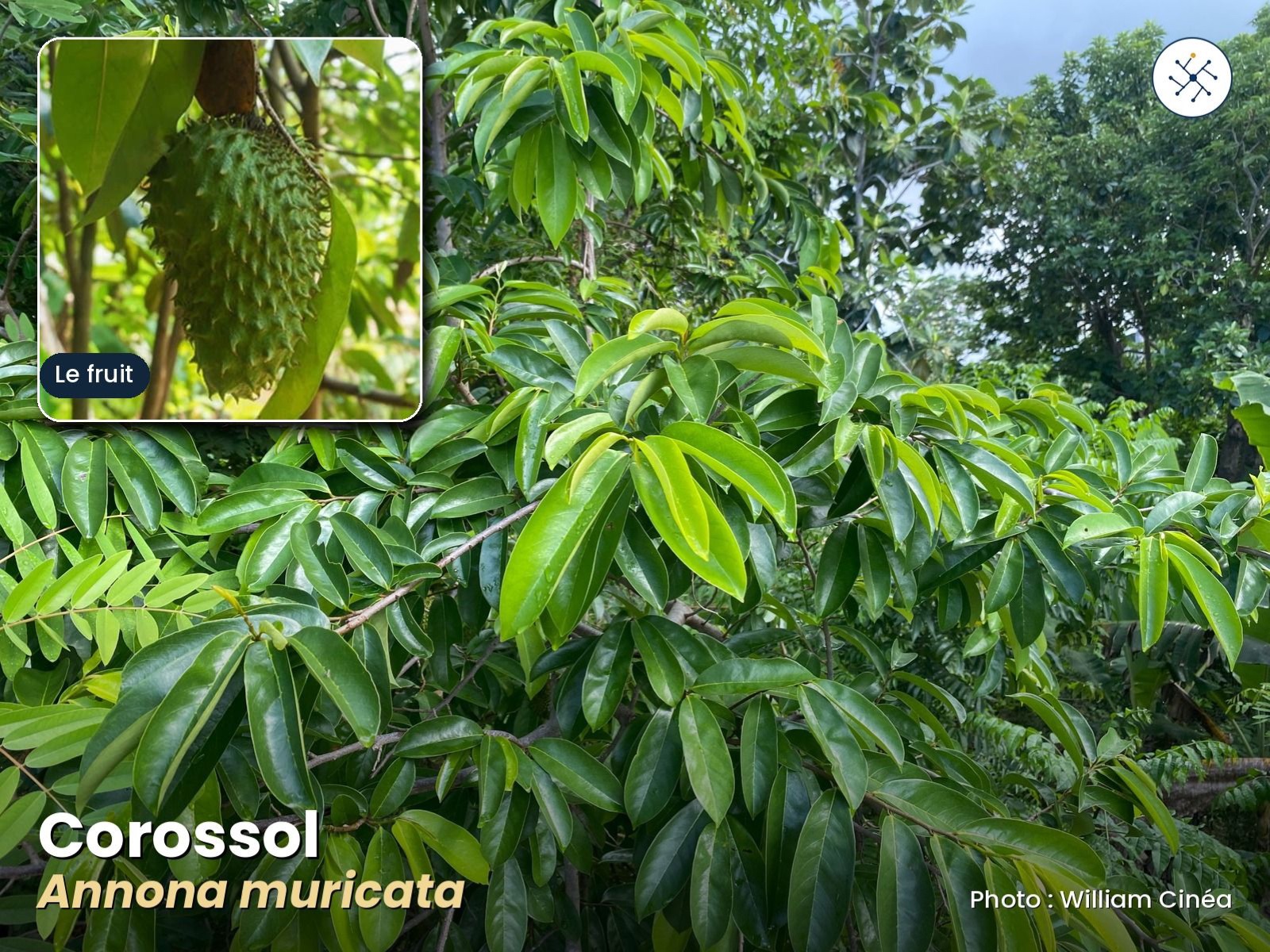 Soursop — Annona muricata