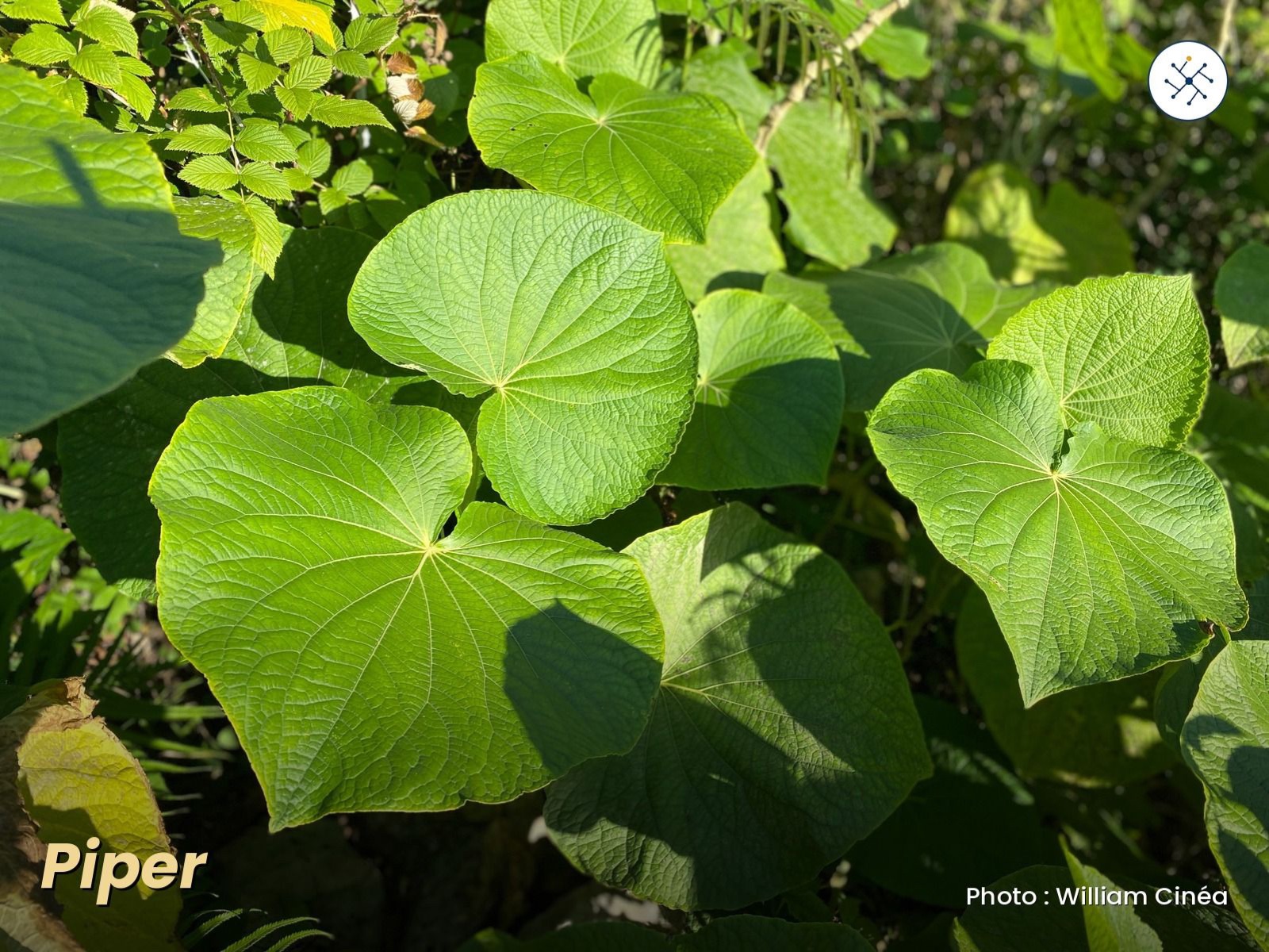 Tisiro — Piper, large heart-shaped leaves