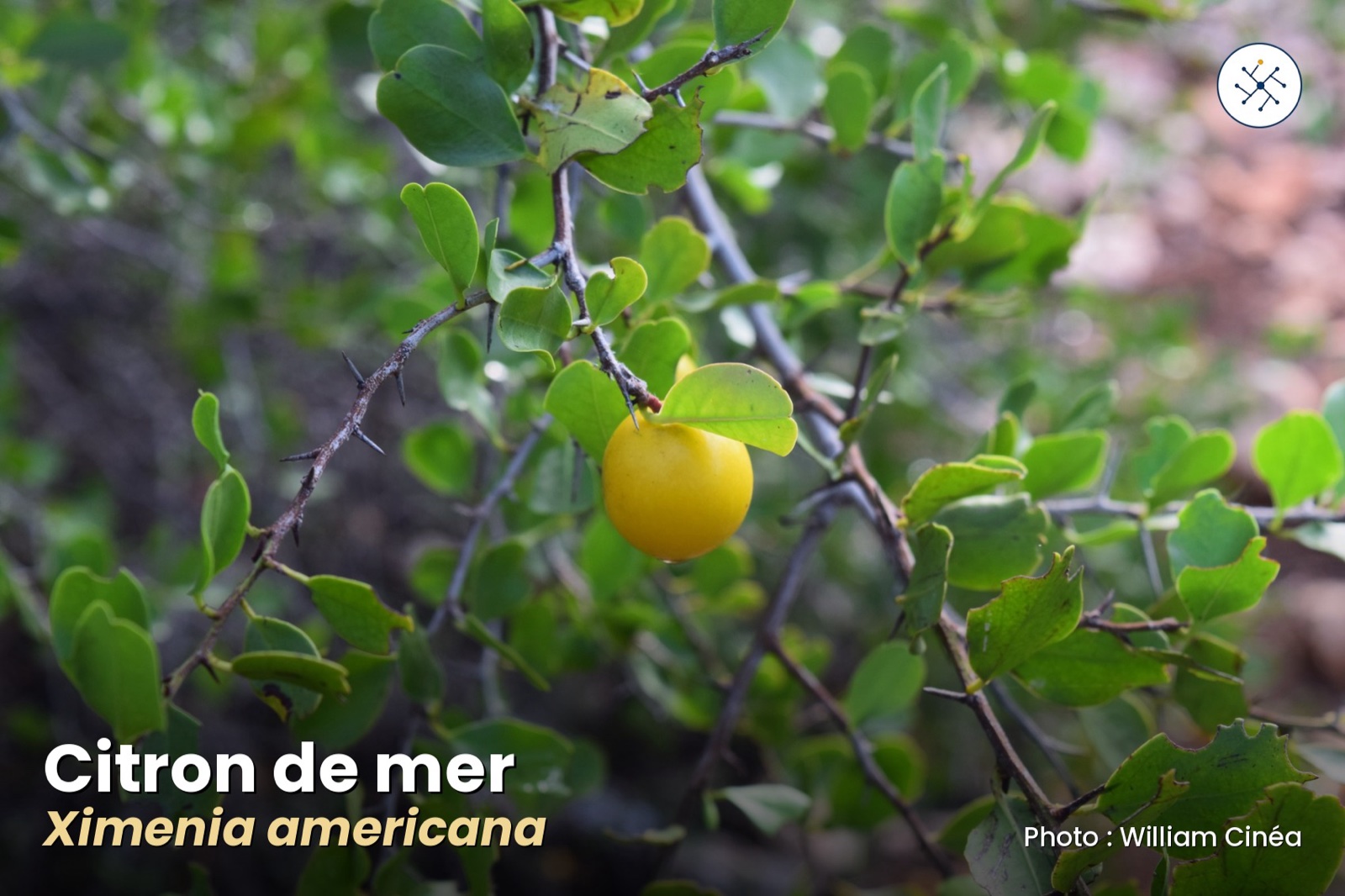 Ximenia americana — sea lemon