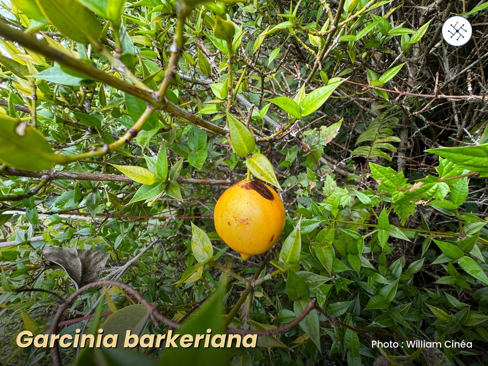Garcinia barkeriana — Clusiaceae native to Hispaniola