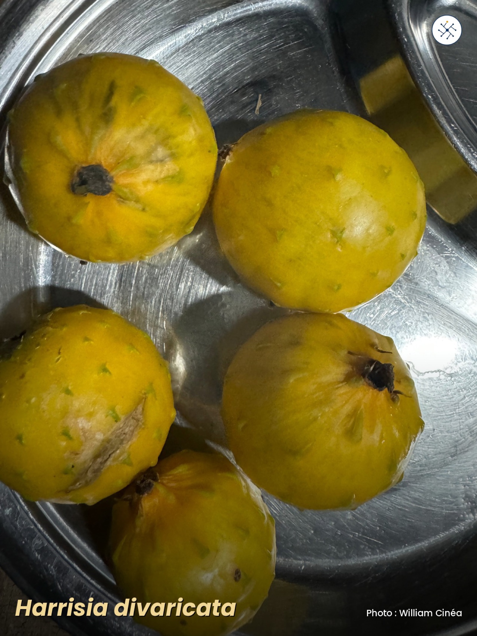 Harrisia divaricata — cactus endemic to Hispaniola with yellow fruits
