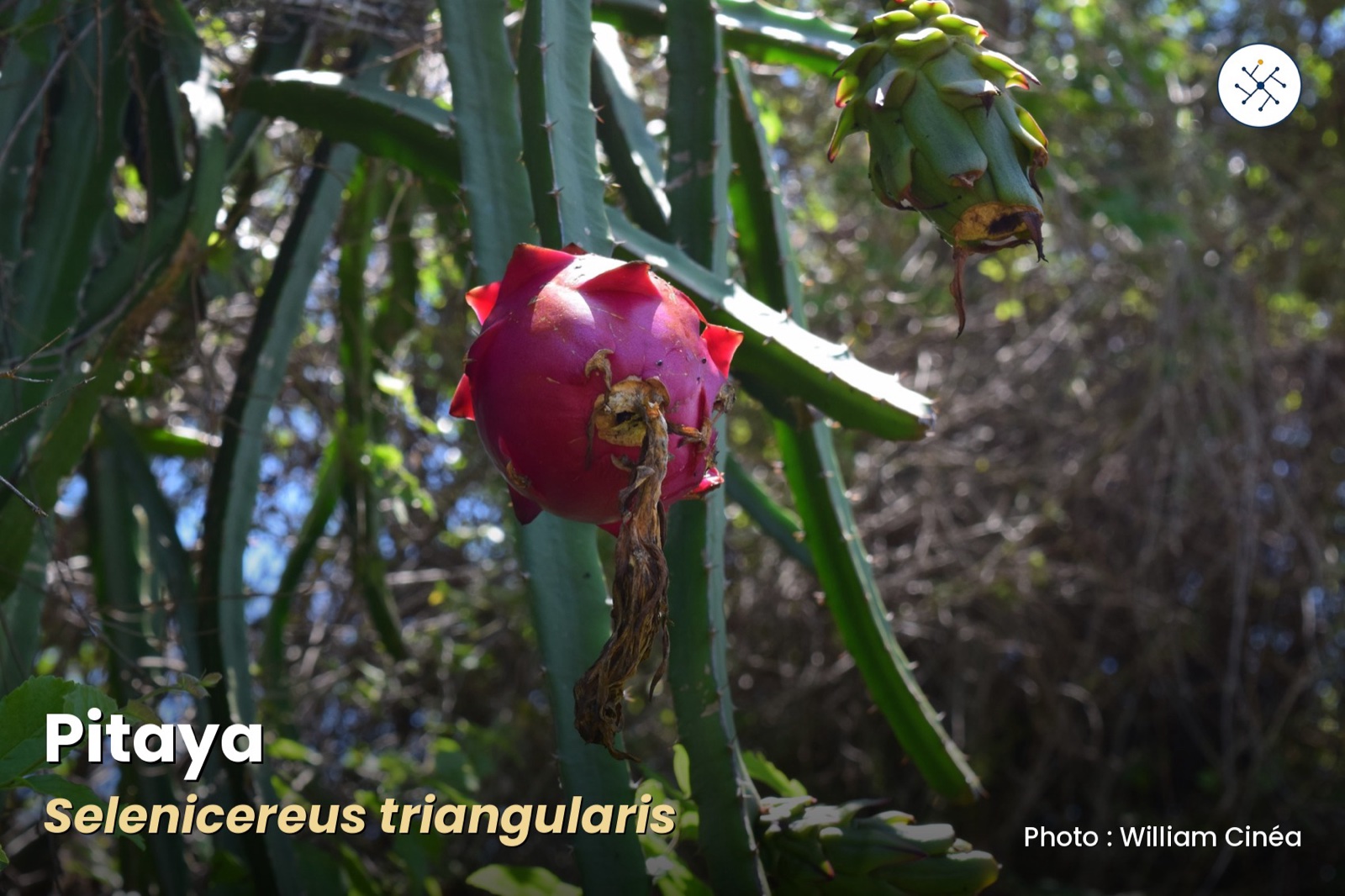 Selenicereus triangularis — local pitaya