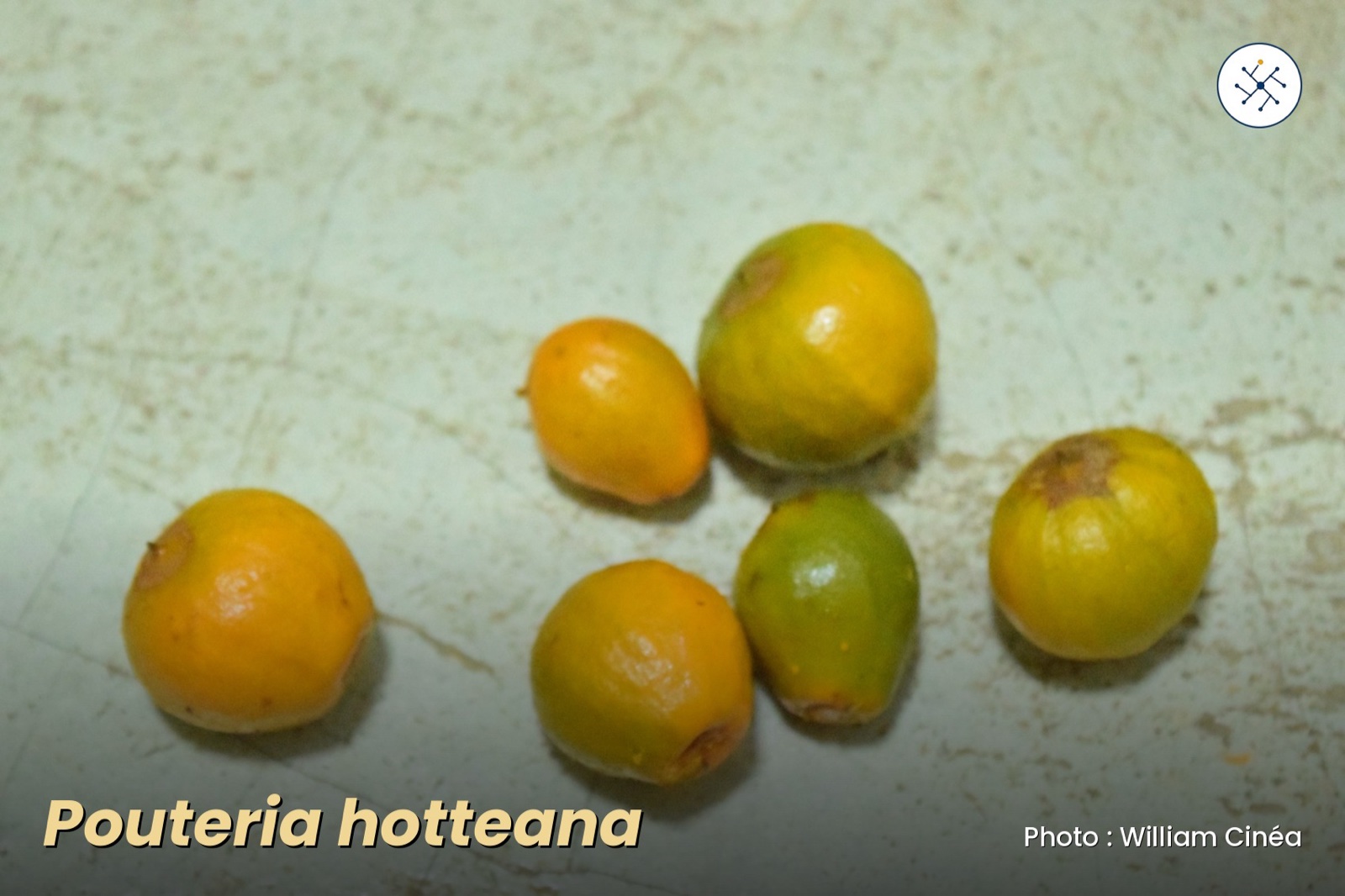 Pouteria hotteana — Sapotaceae of Haiti