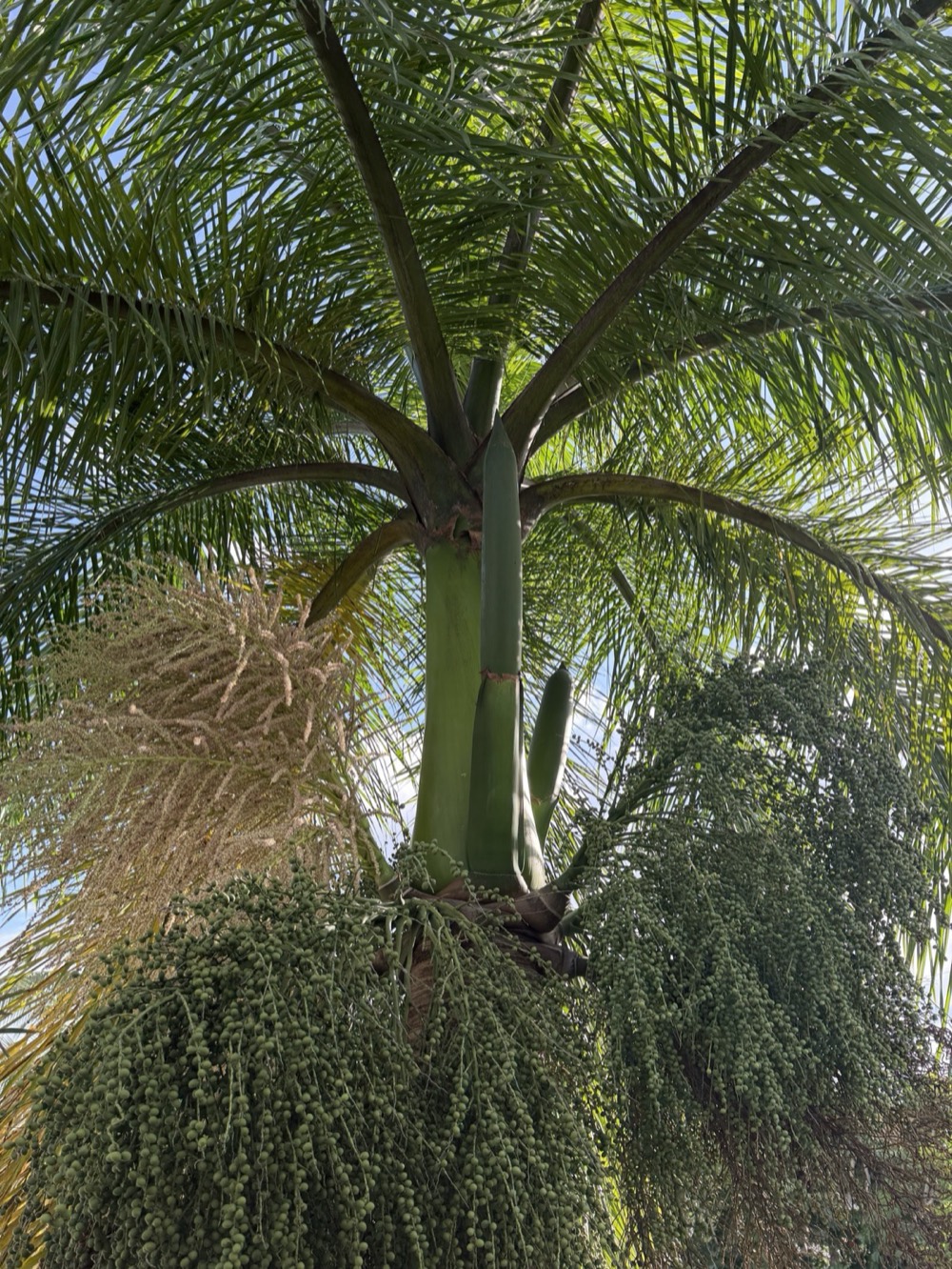 Couronne du palmier : stipe, spathes et inflorescences chargées de fruits verts