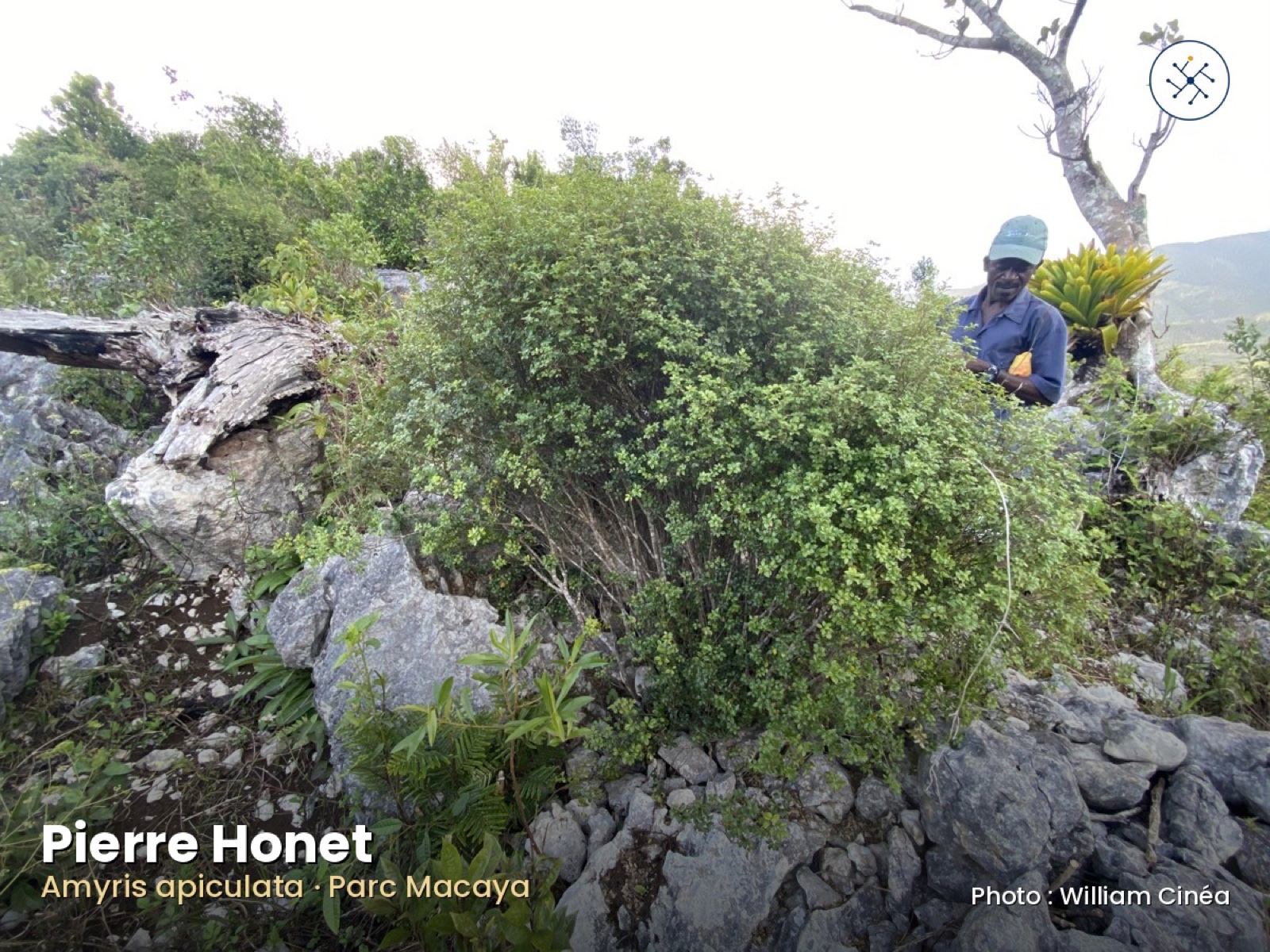 Pierre Honet with Amyris apiculata, strictly endemic to Haiti