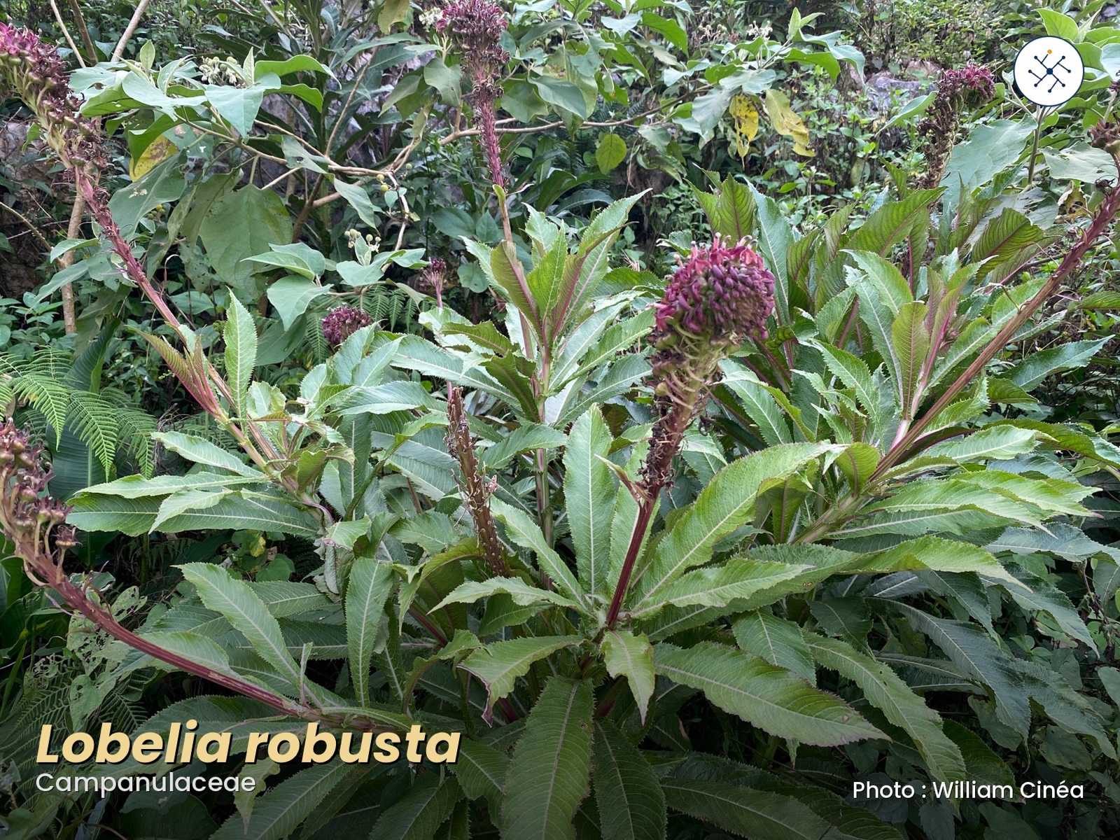 Lobelia robusta — ox tongue, toxic Campanulaceae