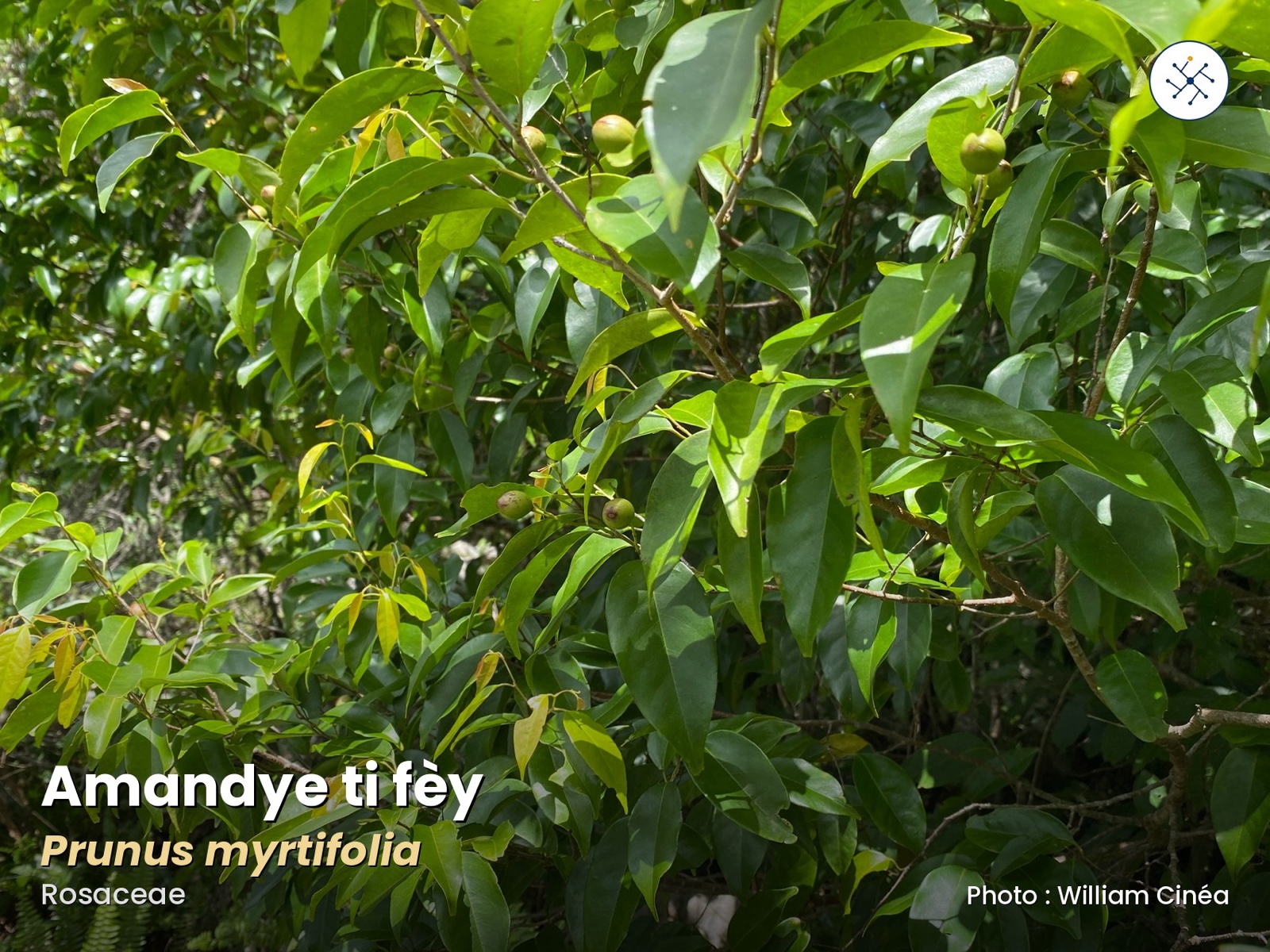 Prunus myrtifolia — small-leaf almond