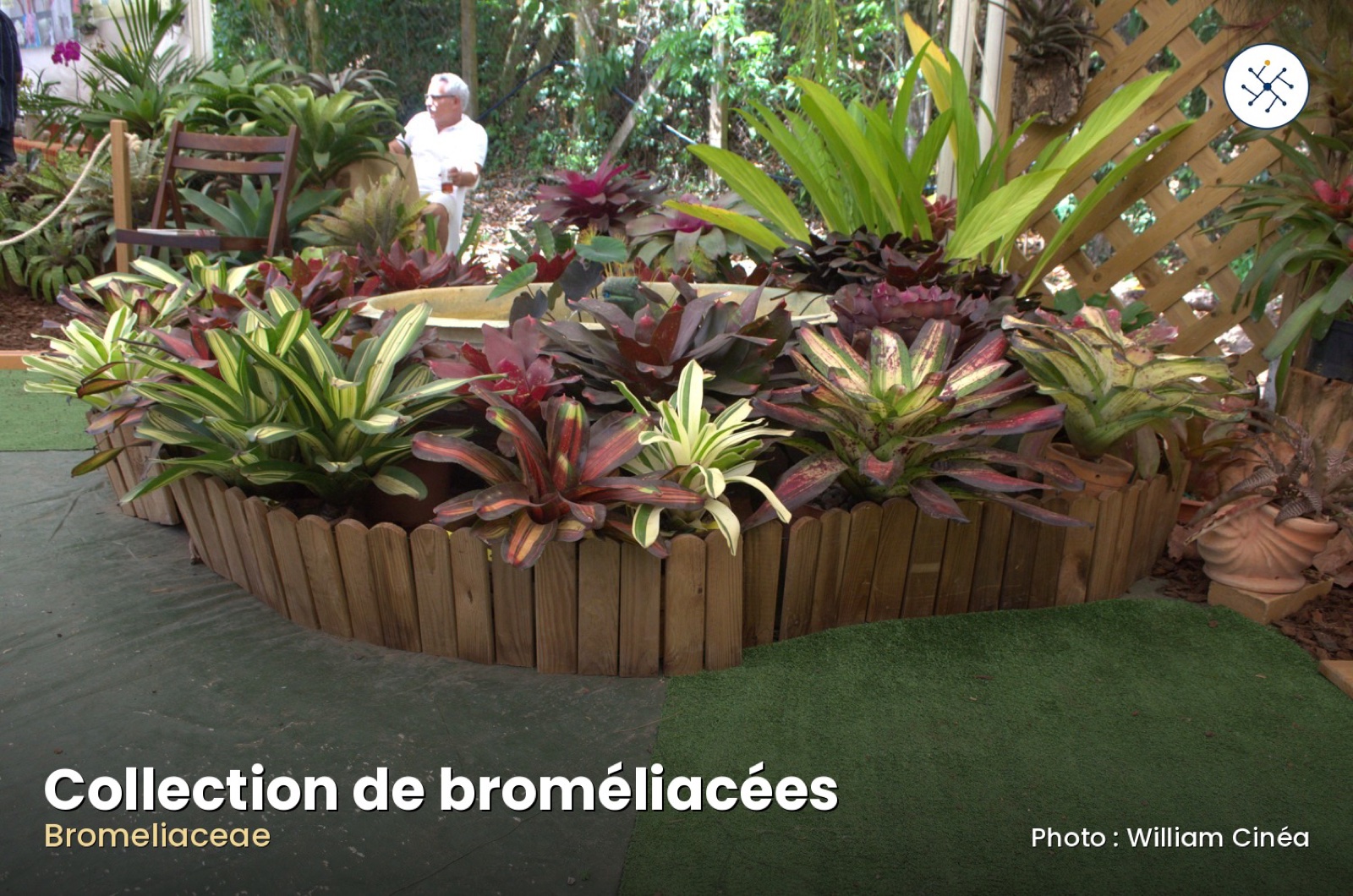Planted bromeliad collection — connection and well-being