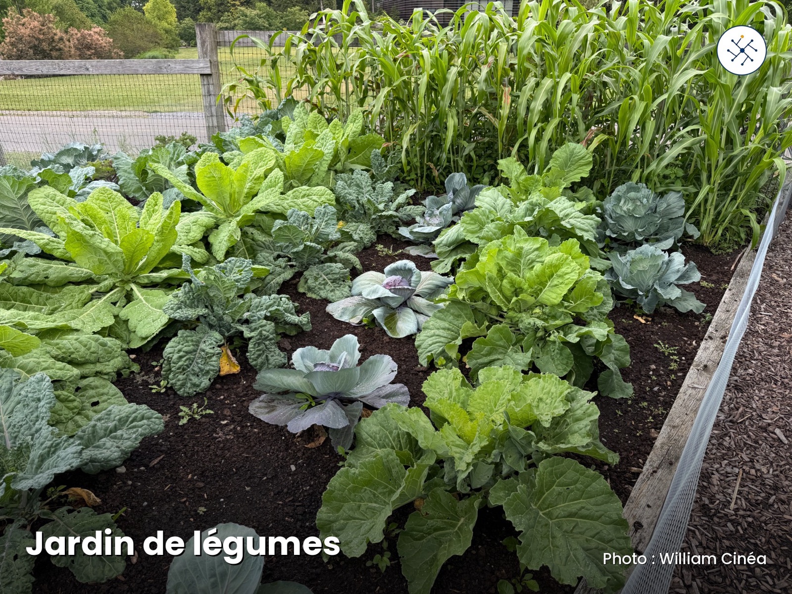 Vegetable garden — food autonomy and sharing