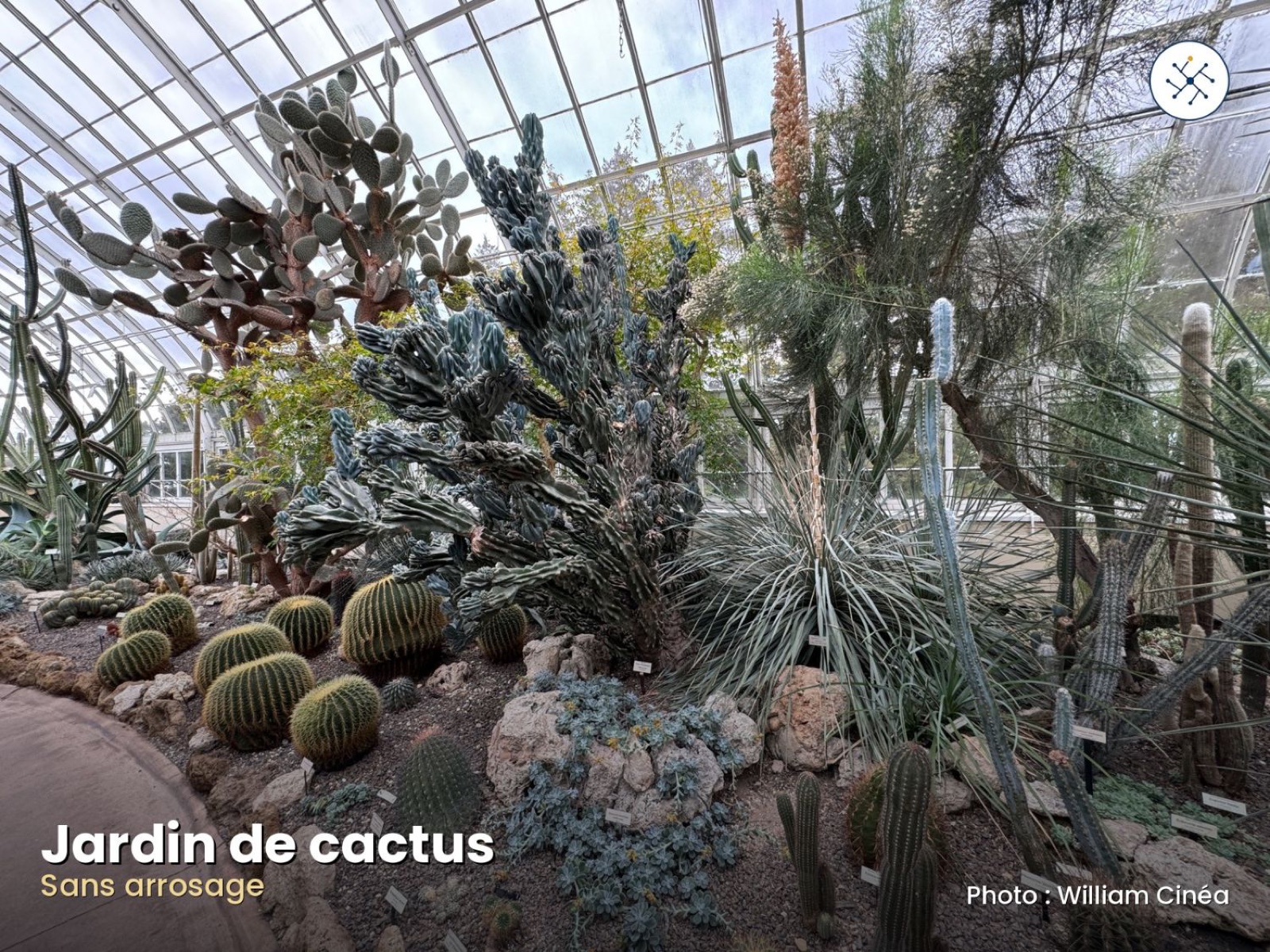 Cactus garden without watering — resilient garden