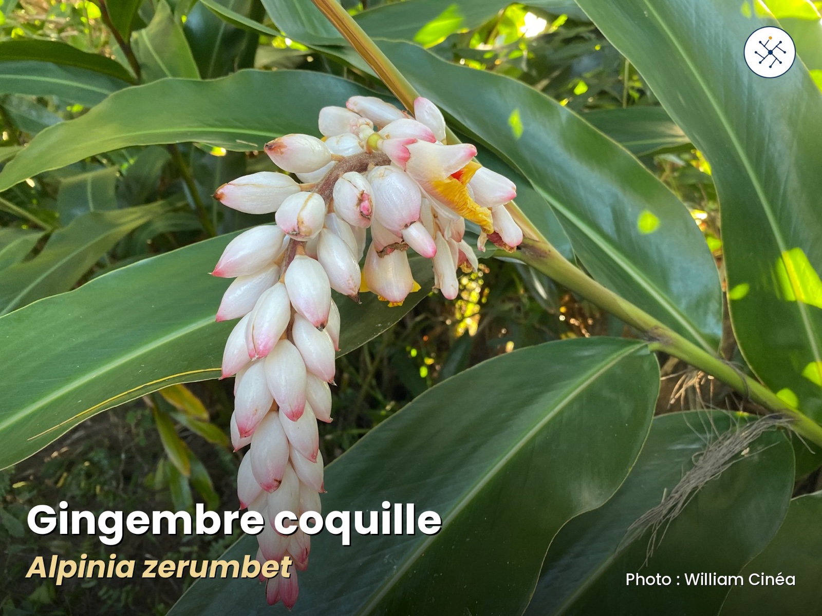 Ginger — aromatic and medicinal plant