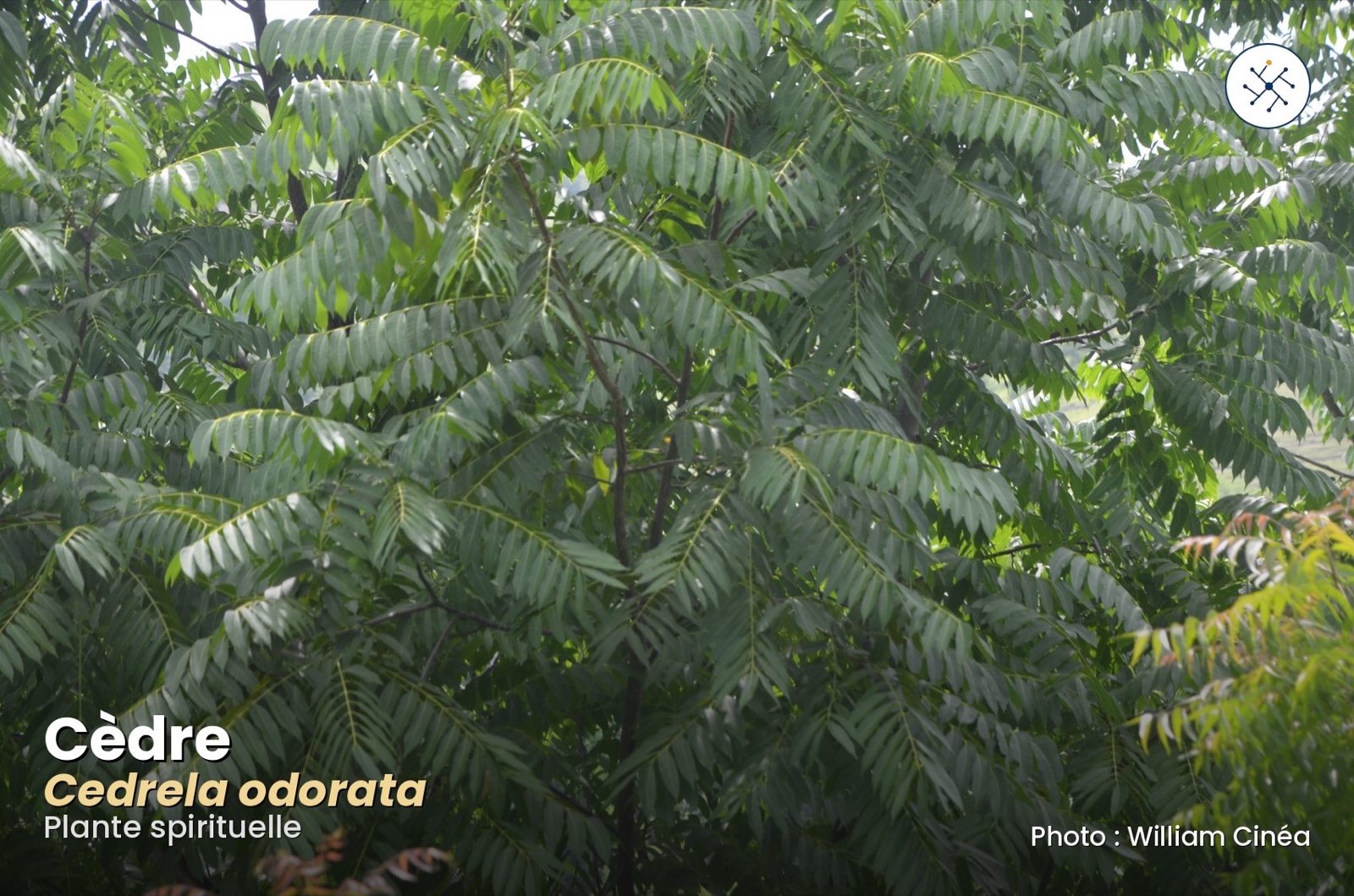 Cedar (Cedrela odorata) — protective and symbolic tree