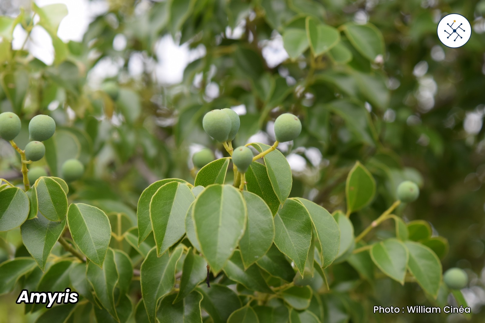 Amyris balsamifera (candlewood), source of essential oil prized in perfumery