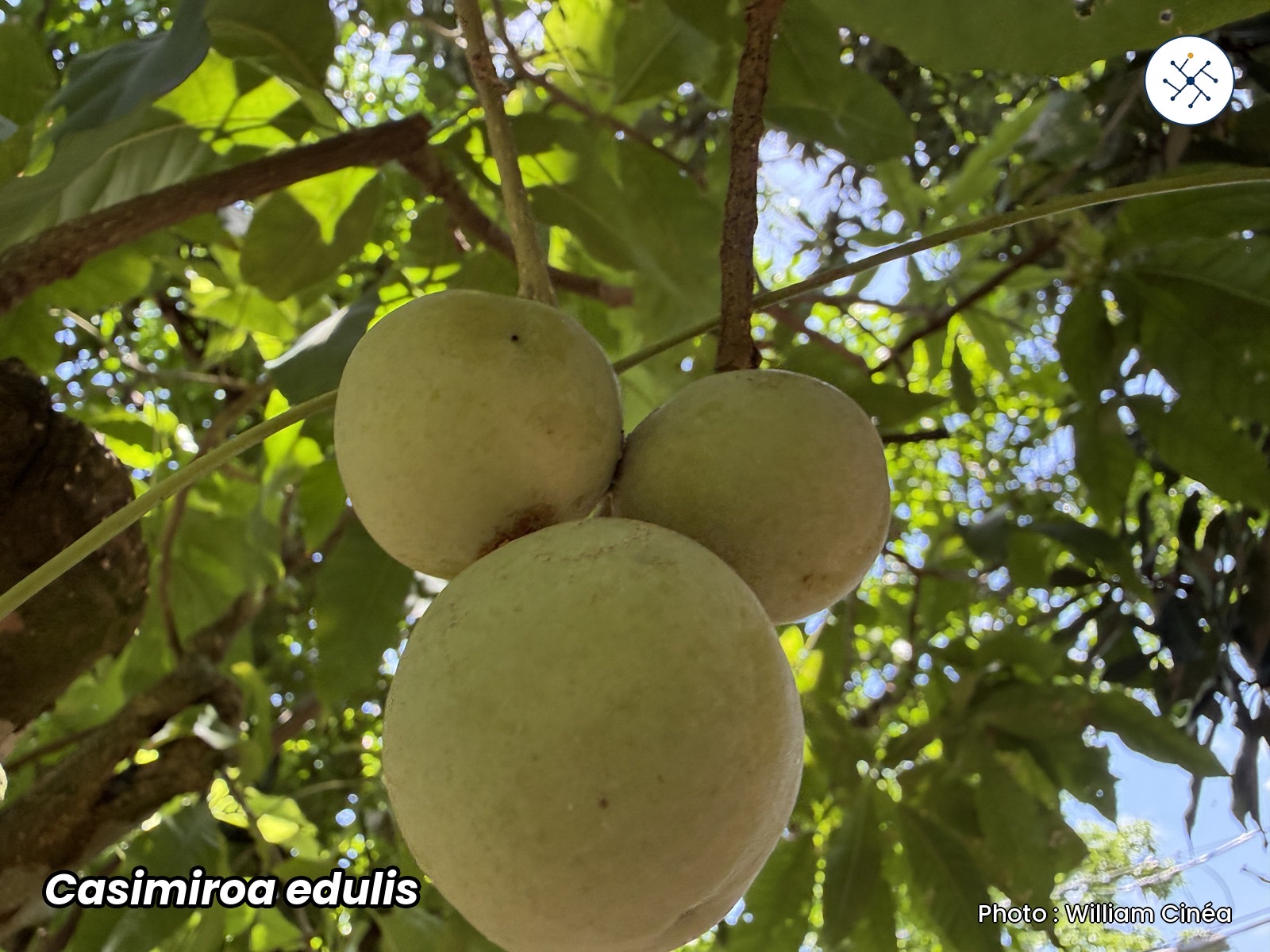 Casimiroa edulis, white sapote — edible fruits