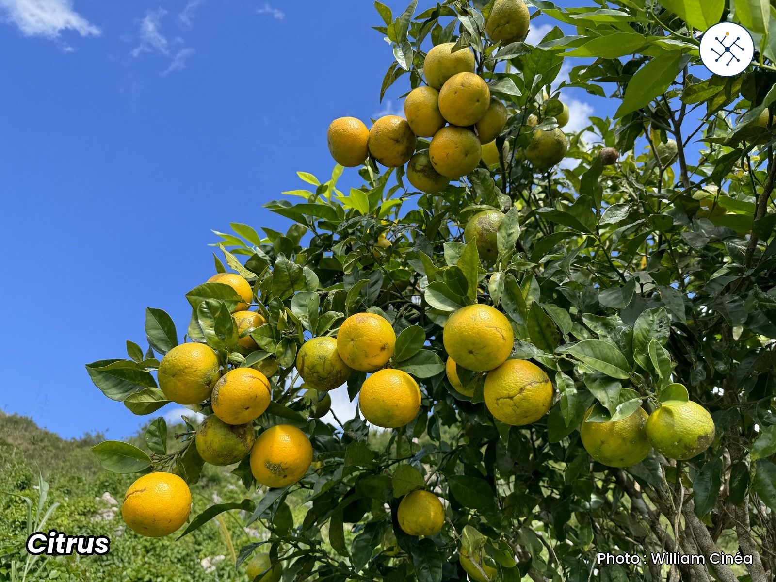 The Rutaceae family: its diversity and importance for health, industry, production and conservation