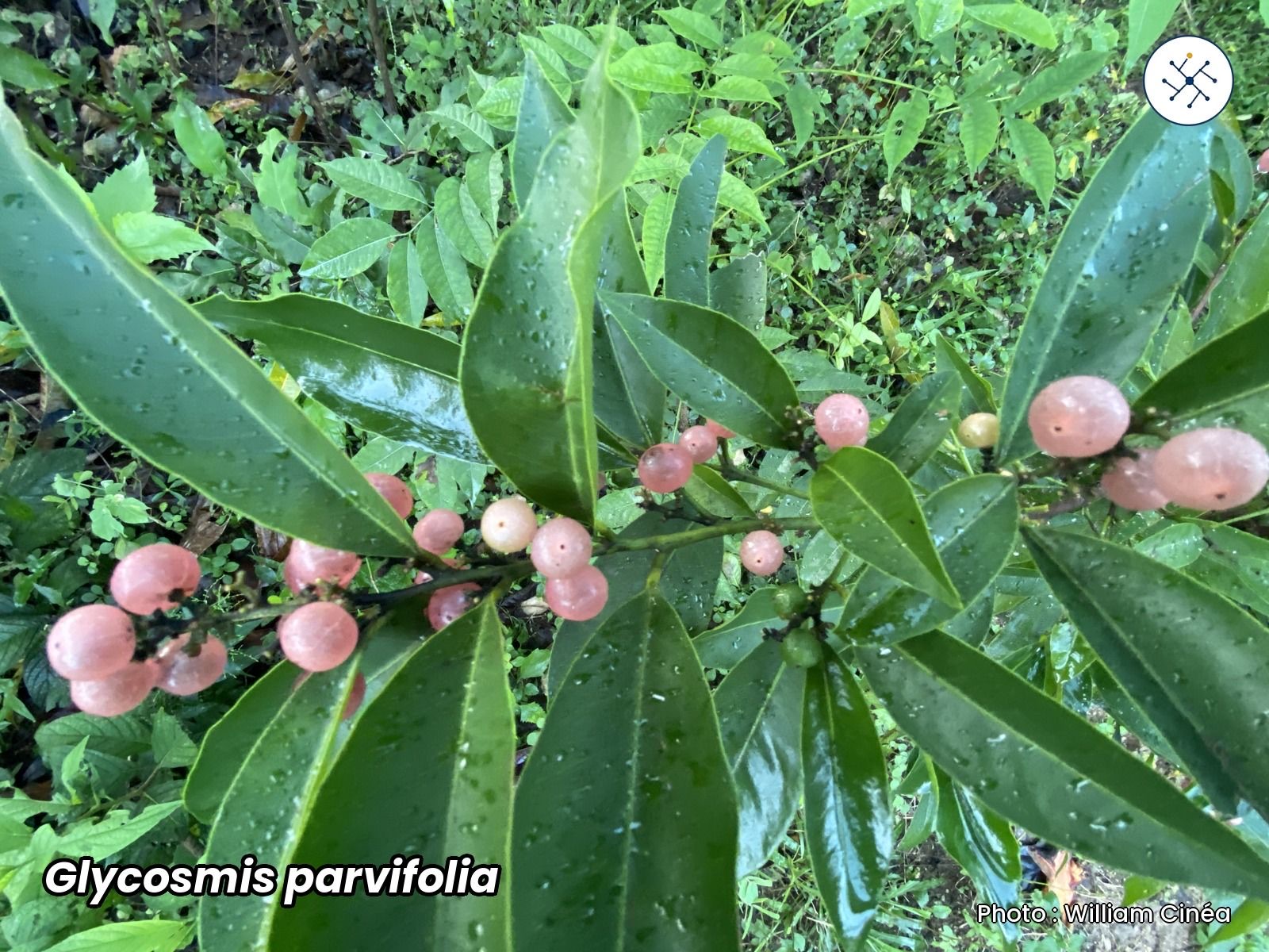 Glycosmis parvifolia, Rutaceae with pink berries