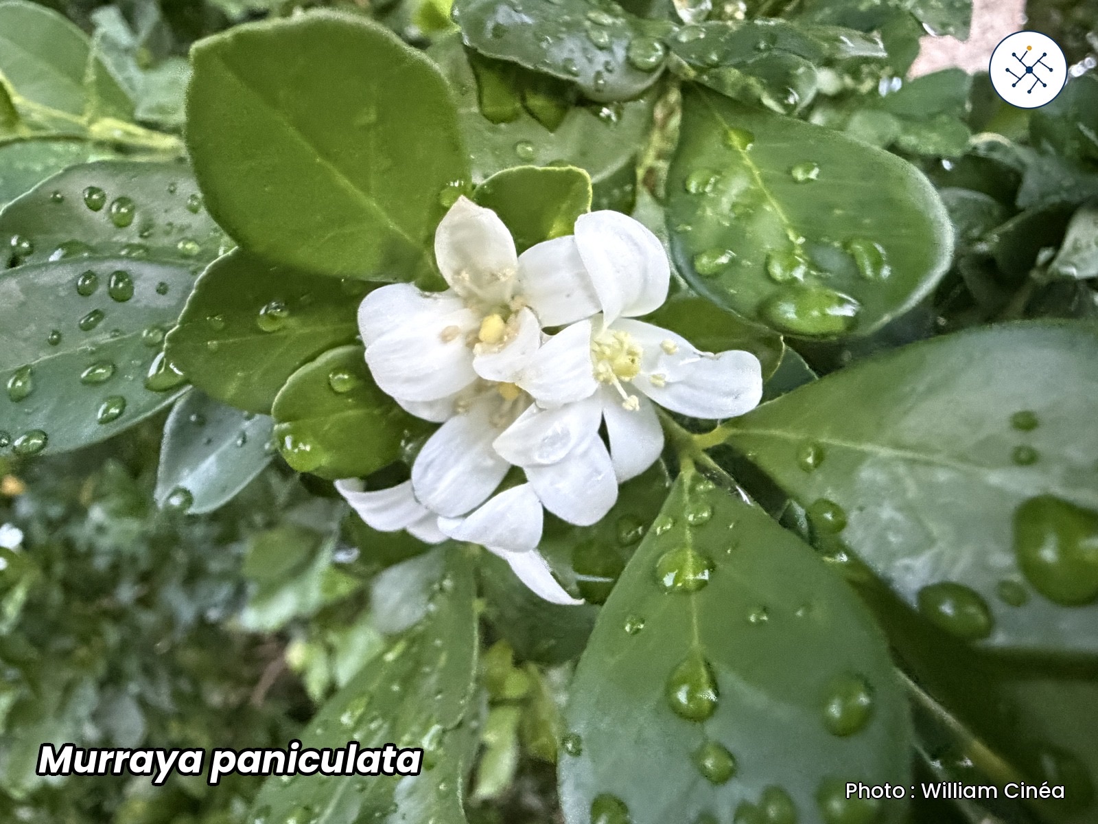 Murraya paniculata (orange-jasmine), fragrant white flowers