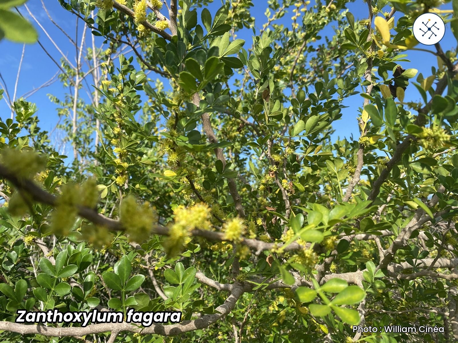 Zanthoxylum fagara, melliferous plant observed in Haiti
