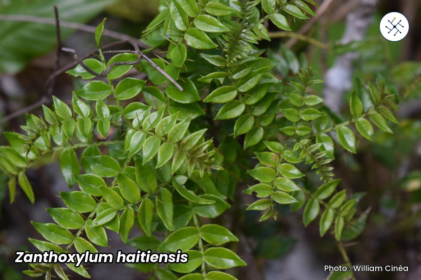 Zanthoxylum haitiense, extremely rare endemic species of Haiti