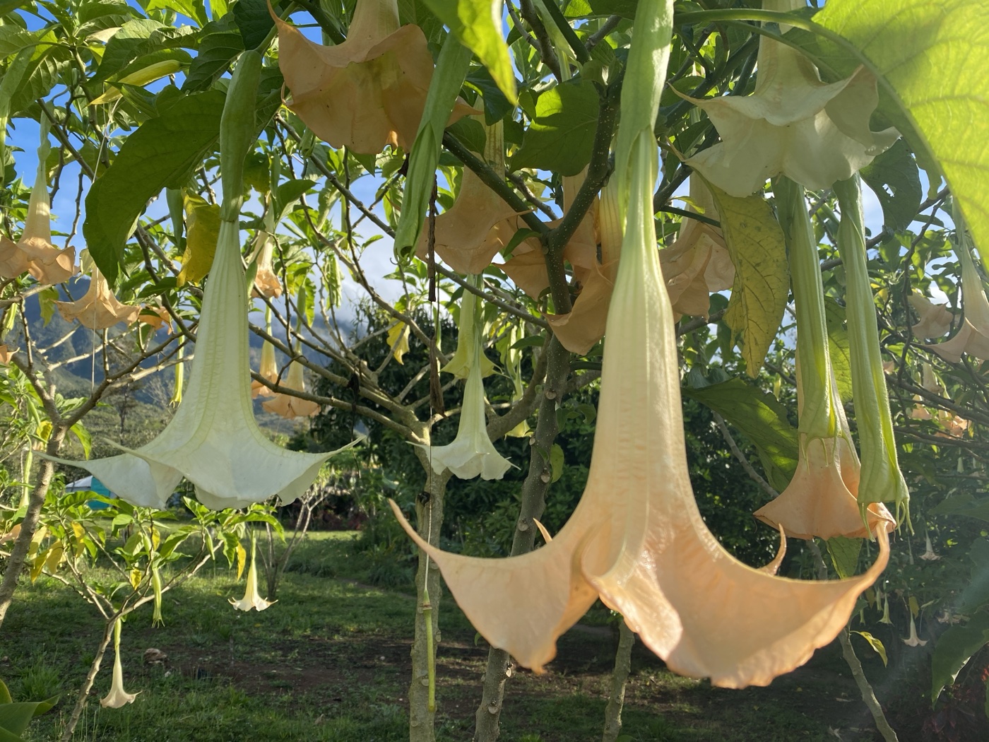 Brugmansia planted in a garden for the beauty of its flowers
