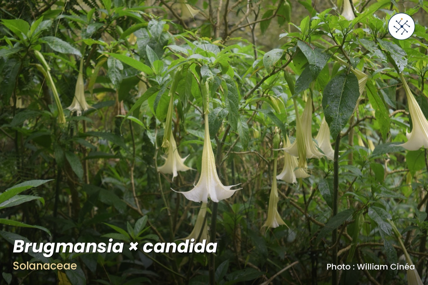 Brugmansia × candida — angel's trumpets with pendent white flowers