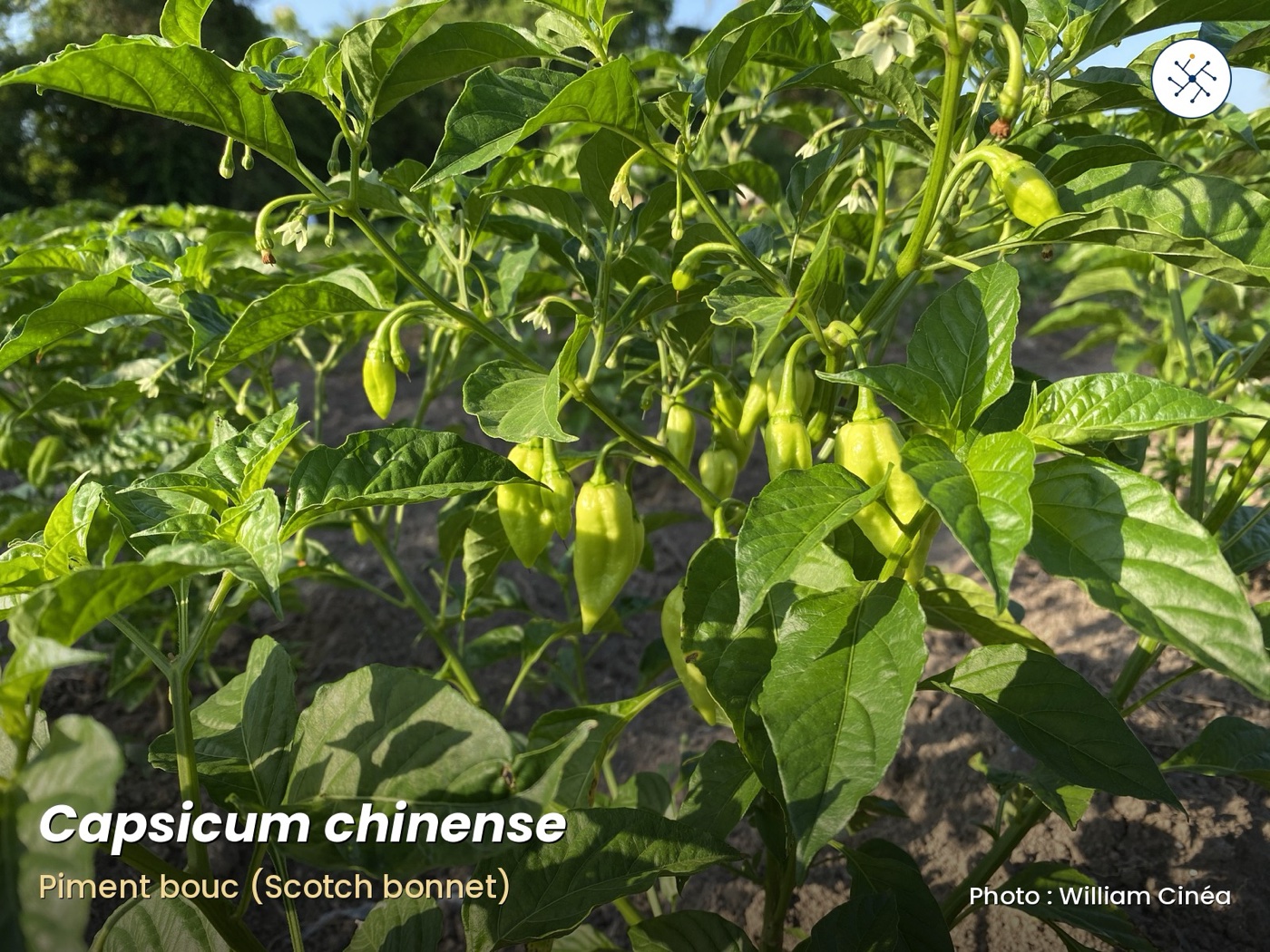 Capsicum chinense (Scotch bonnet) with fruits