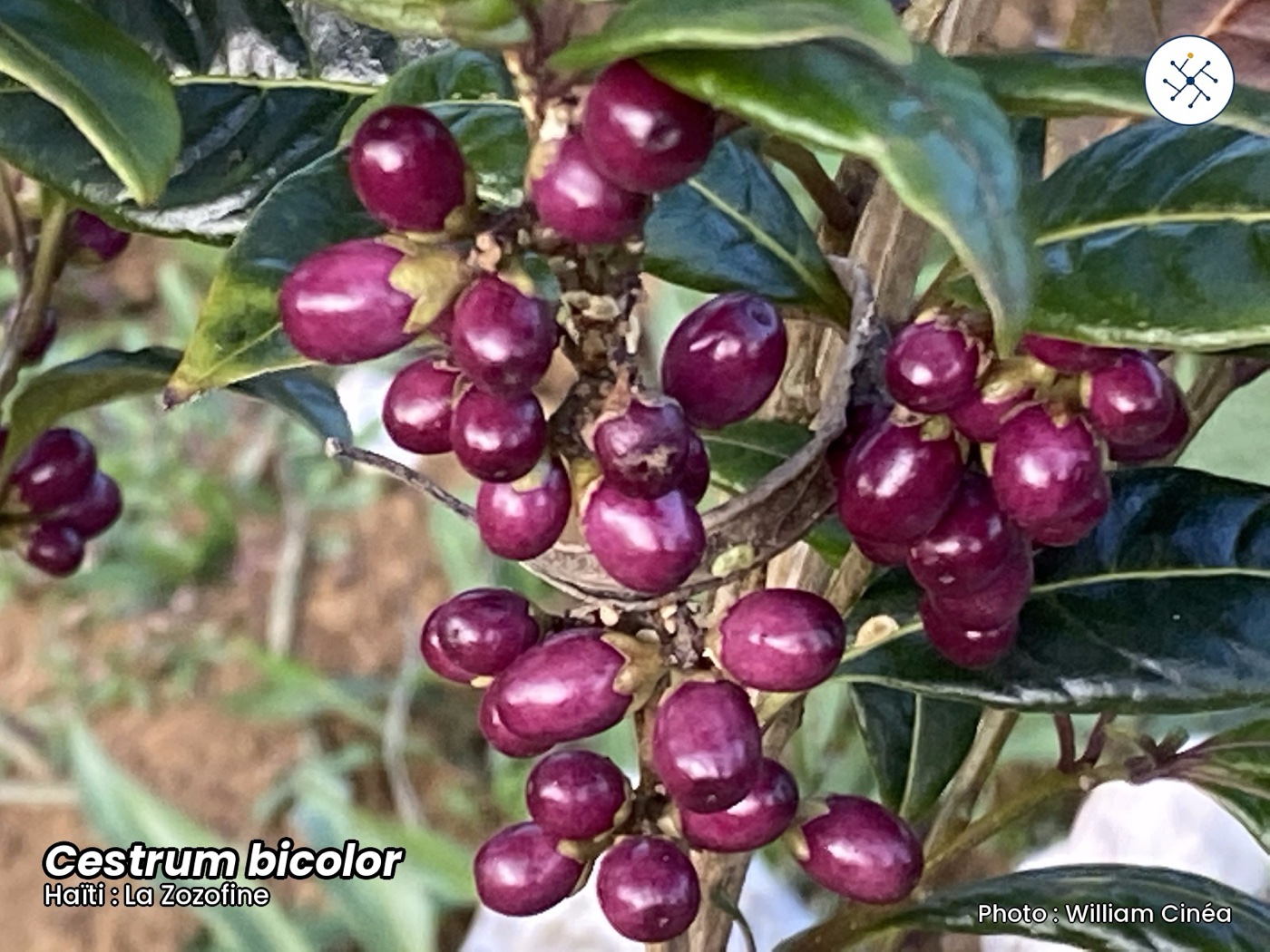 Cestrum bicolor — purple berries