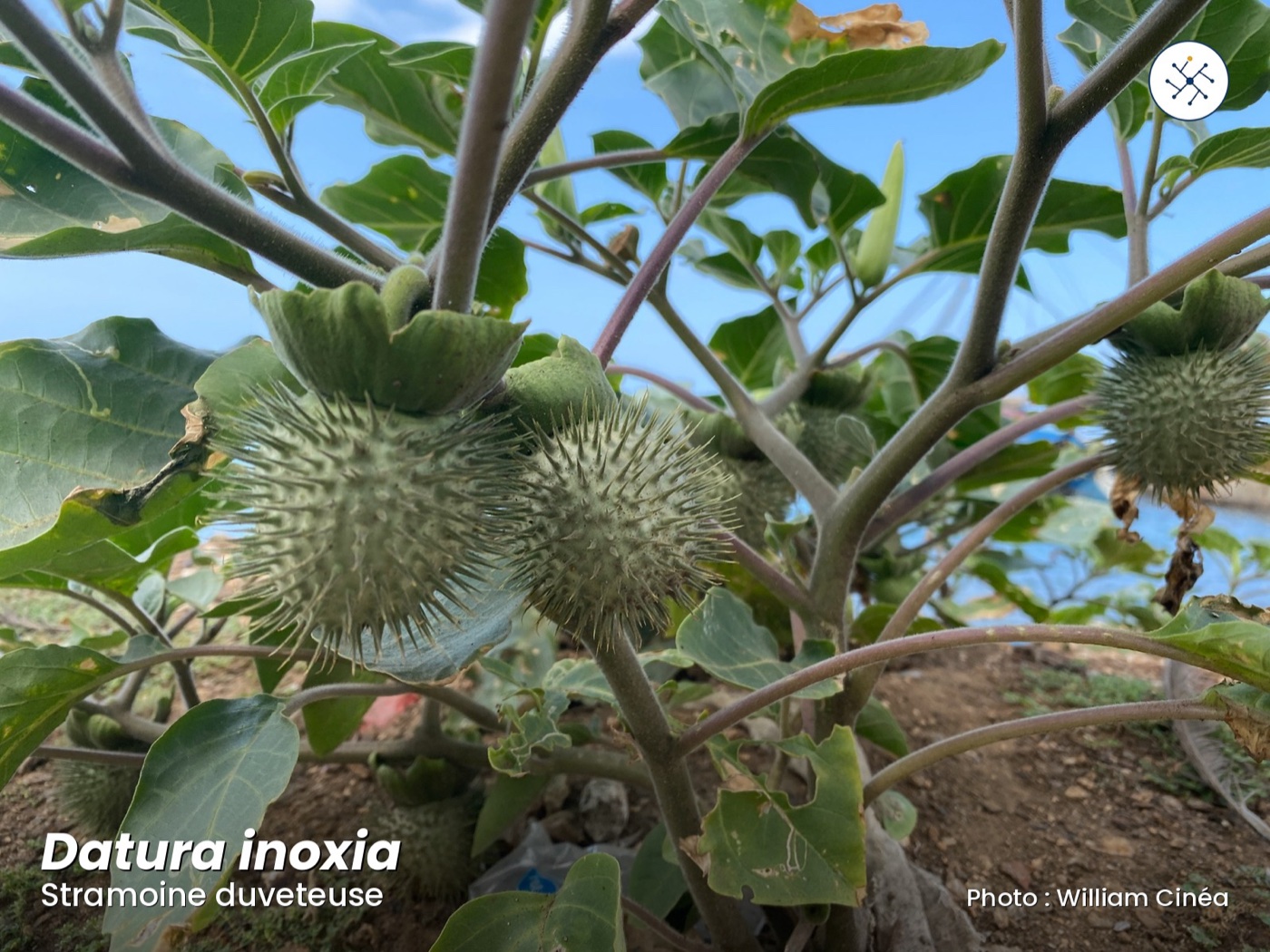 Datura inoxia — characteristic spiny fruits