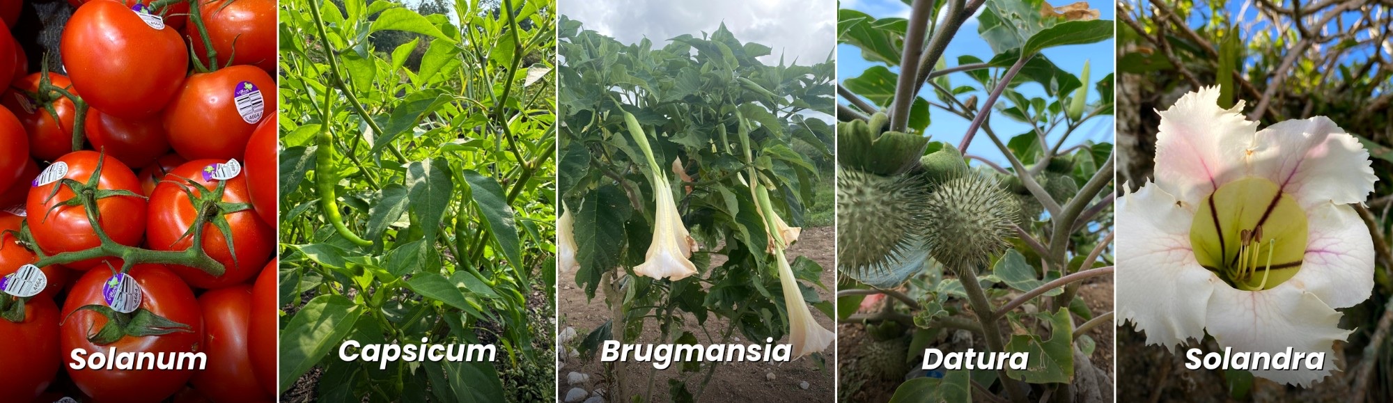 Feed, heal, decorate — and warn us: understanding the Solanaceae family