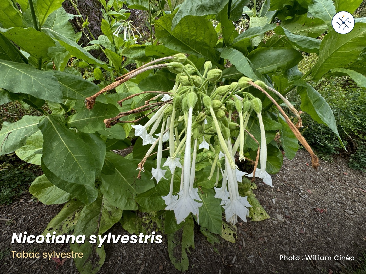 Nicotiana sylvestris — white tubular flowers of the wild tobacco