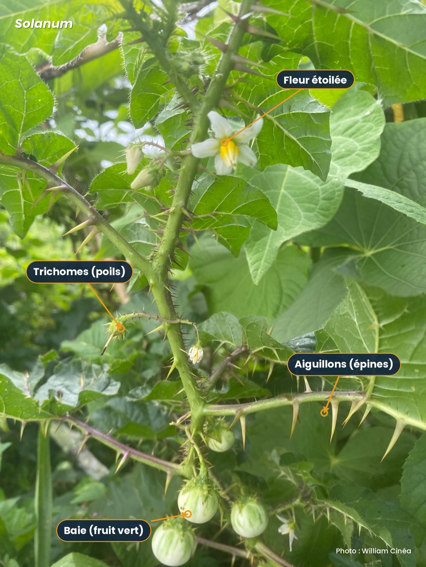 Spiny Solanum — prickles on leaves and stems, with purple flowers