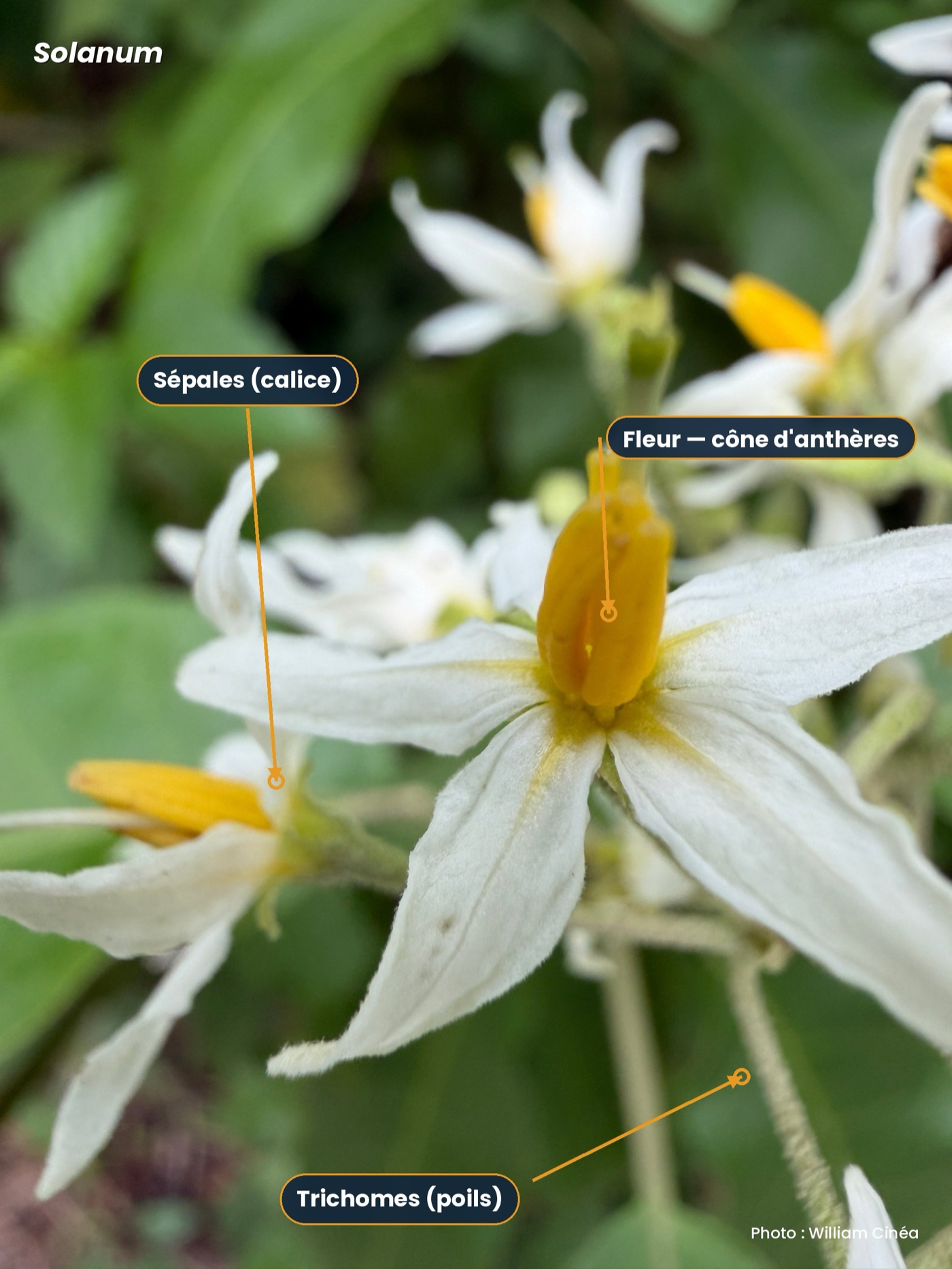 Solanum star flowers with yellow anther cone