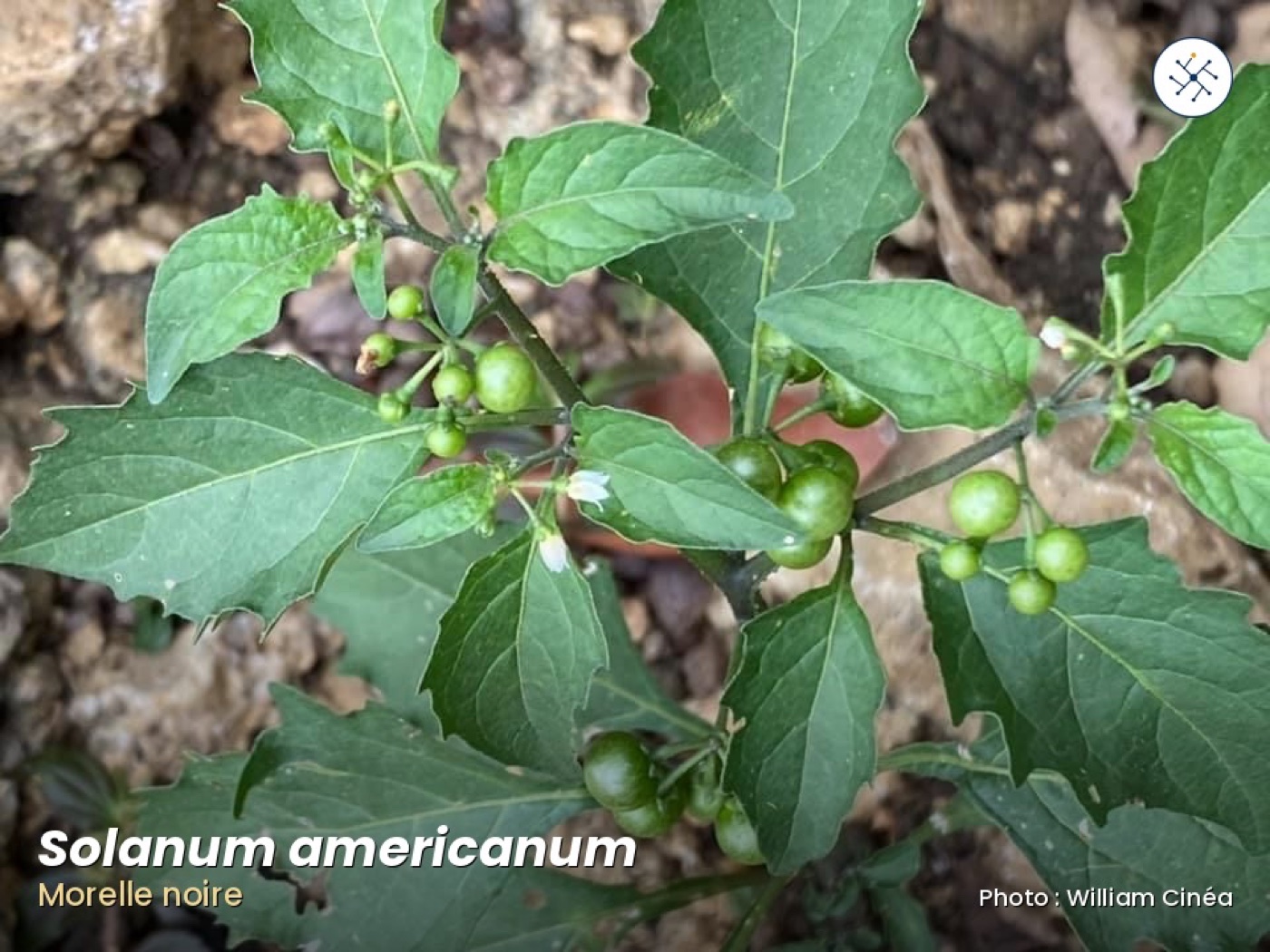 Solanum americanum — American black nightshade