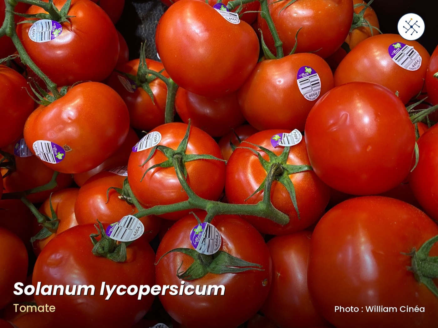 Tomato (Solanum lycopersicum)