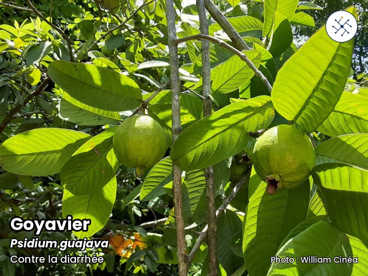 Guava (Psidium guajava)