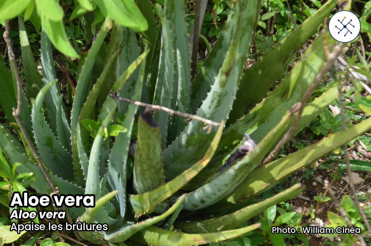 Aloe (Aloe vera)