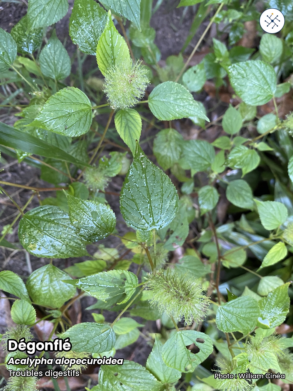 Dégonflé (Acalypha alopecuroidea)