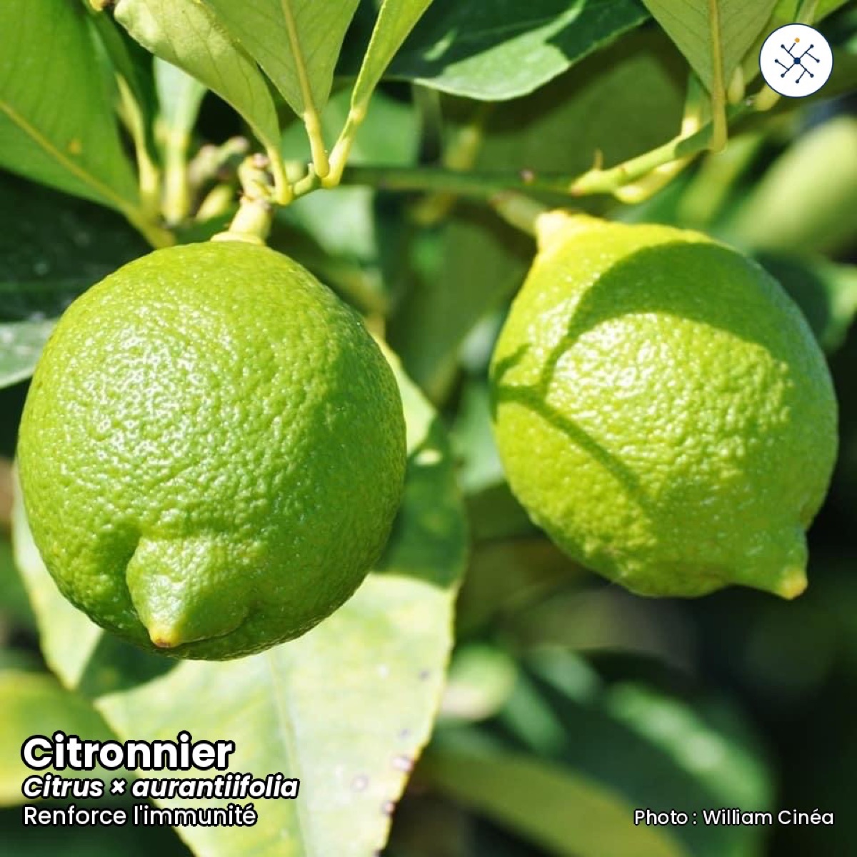 Lime tree (Citrus aurantiifolia)