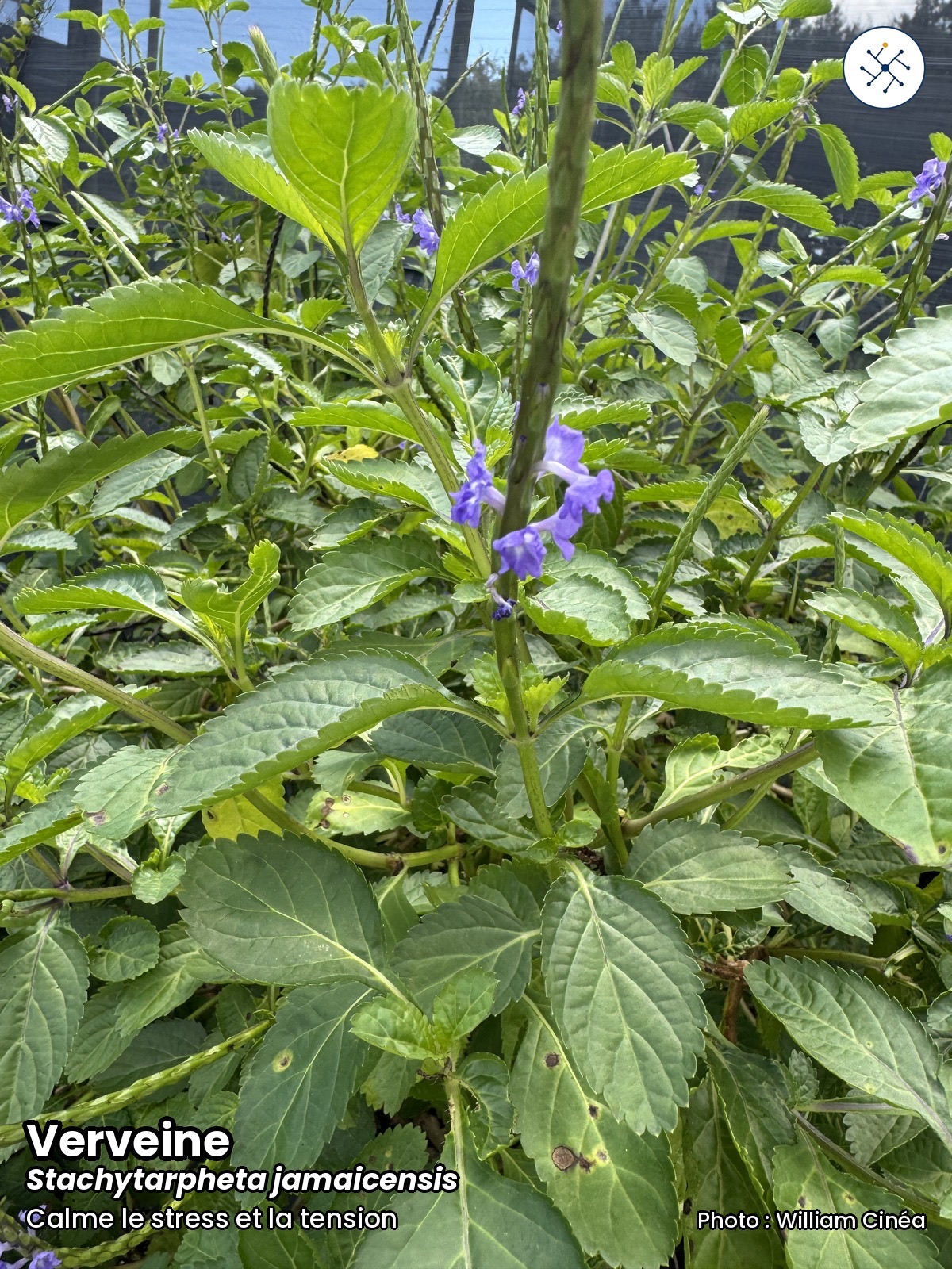 Blue porterweed (Verveine) (Stachytarpheta jamaicensis)
