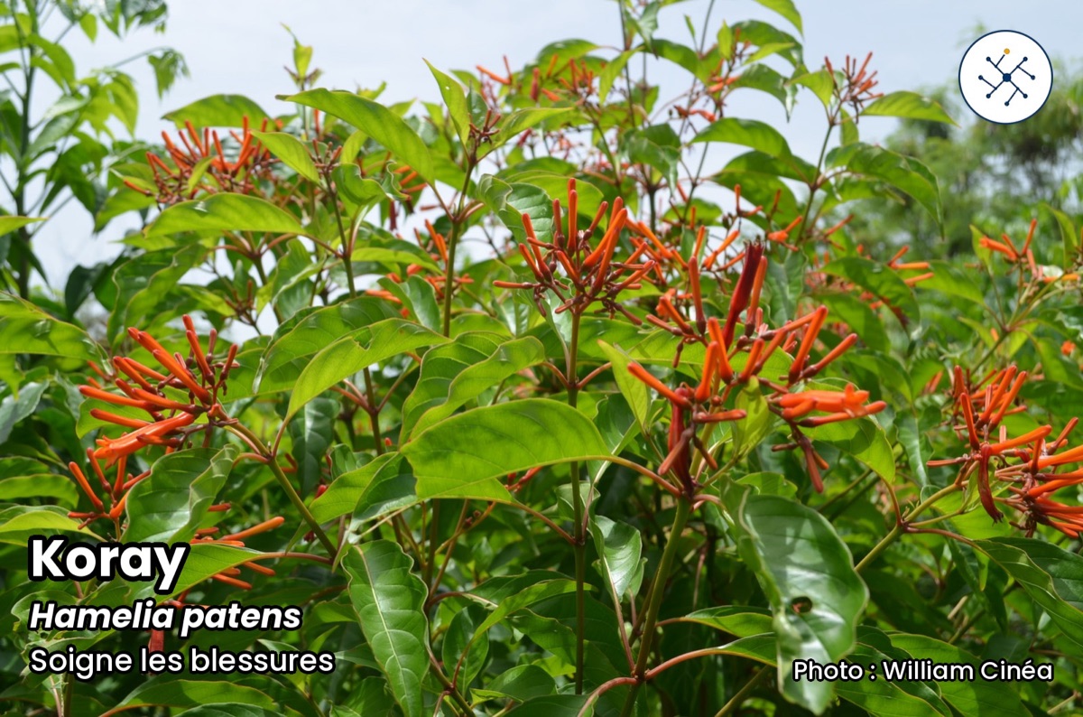 7 plants to keep at home to survive a disaster