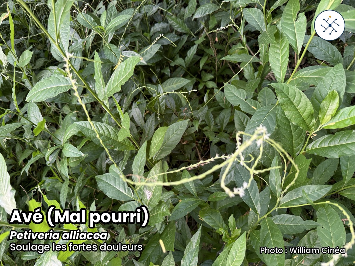 Avé / Guinea hen weed (Petiveria alliacea)