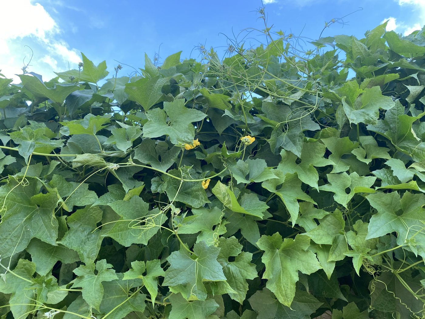 Breadfruit tree leaves