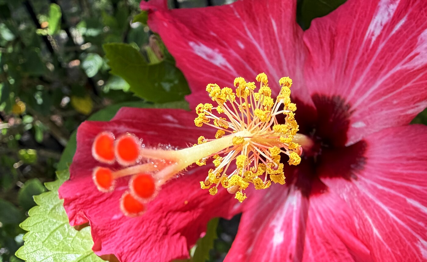 Hibiscus flower: the staminal column with yellow-pollen stamens and the five red stigmas.