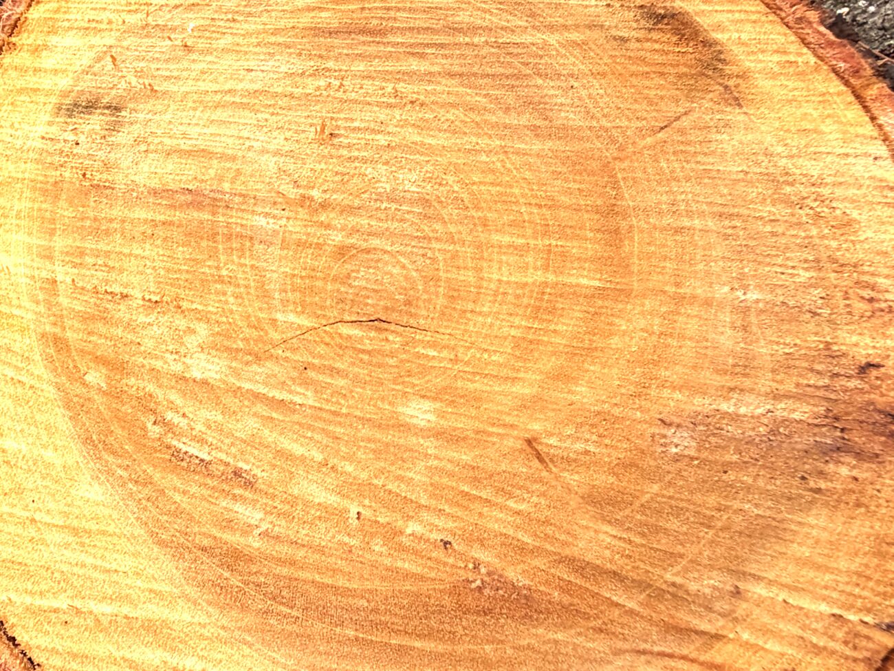 Cross-section of a tree trunk showing the growth rings.