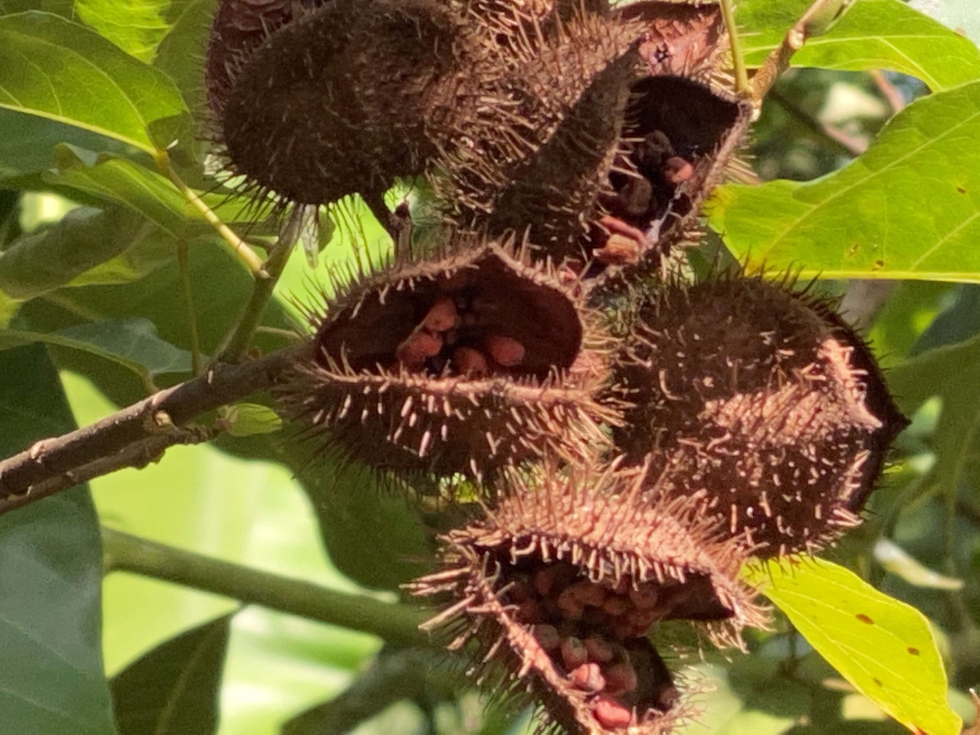 Annatto (Bixa orellana): its seeds yield a red dye used all over the world