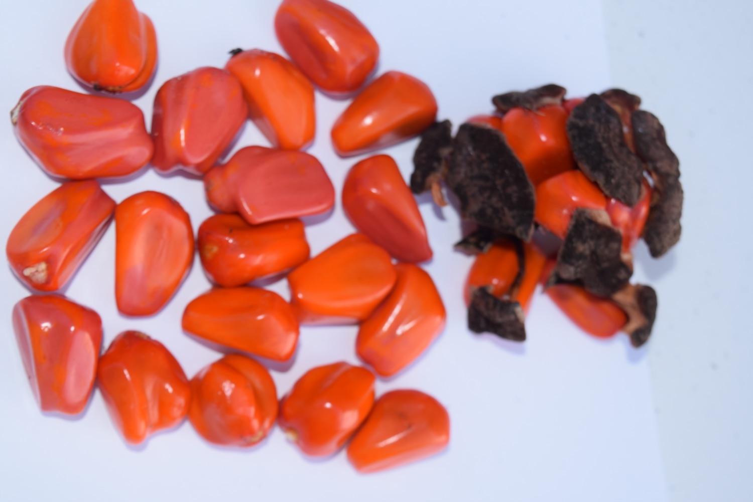 Zamia seeds (“Guayiga”) — the seed, carrier of genetic diversity