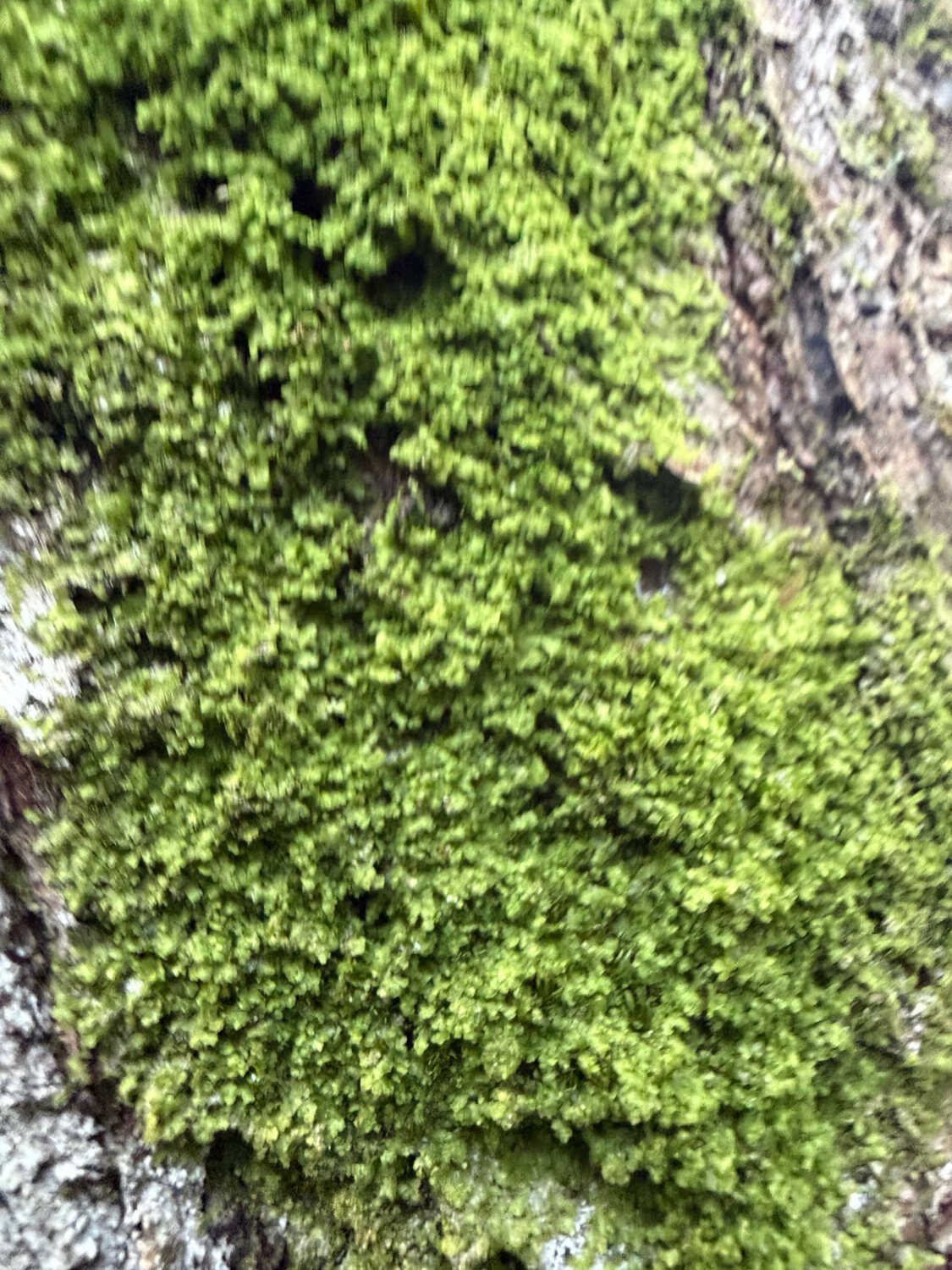 Moss (bryophyte) on the bark of a tree